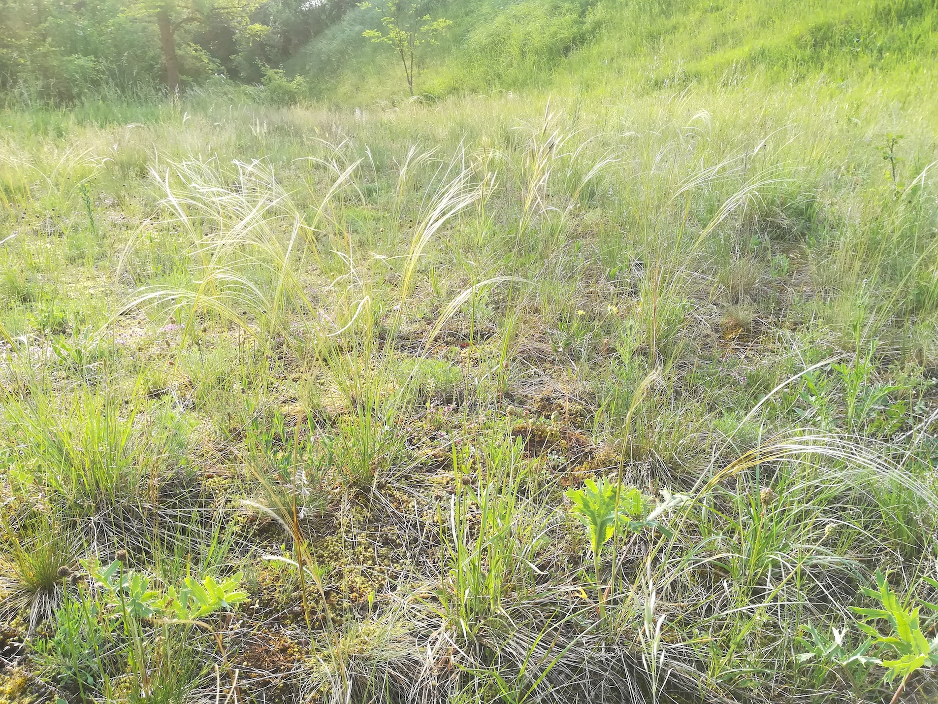 trockenrasen stipa pennata bhf lassee NW-teil flur obern wagram_20180518_074149.jpg