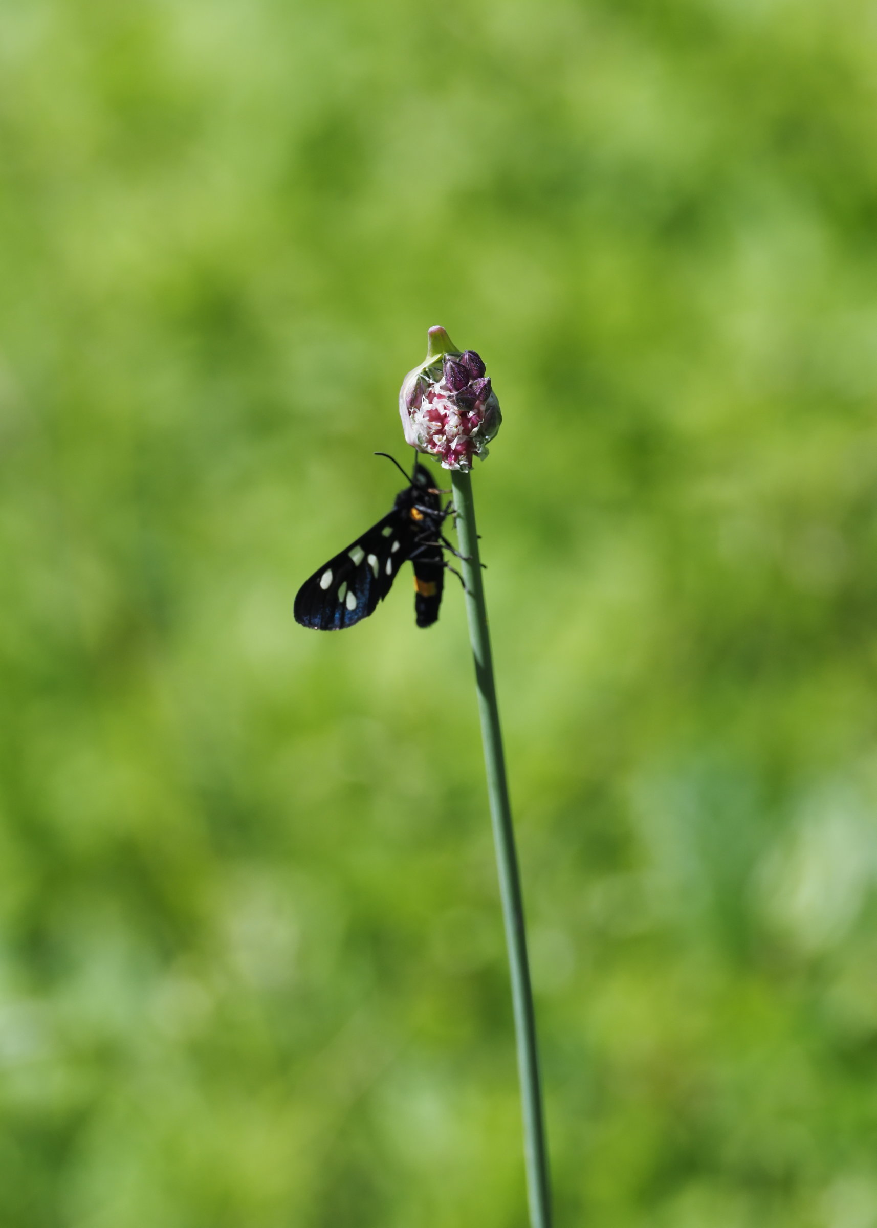 20240530_A5300018_0018klein.jpg