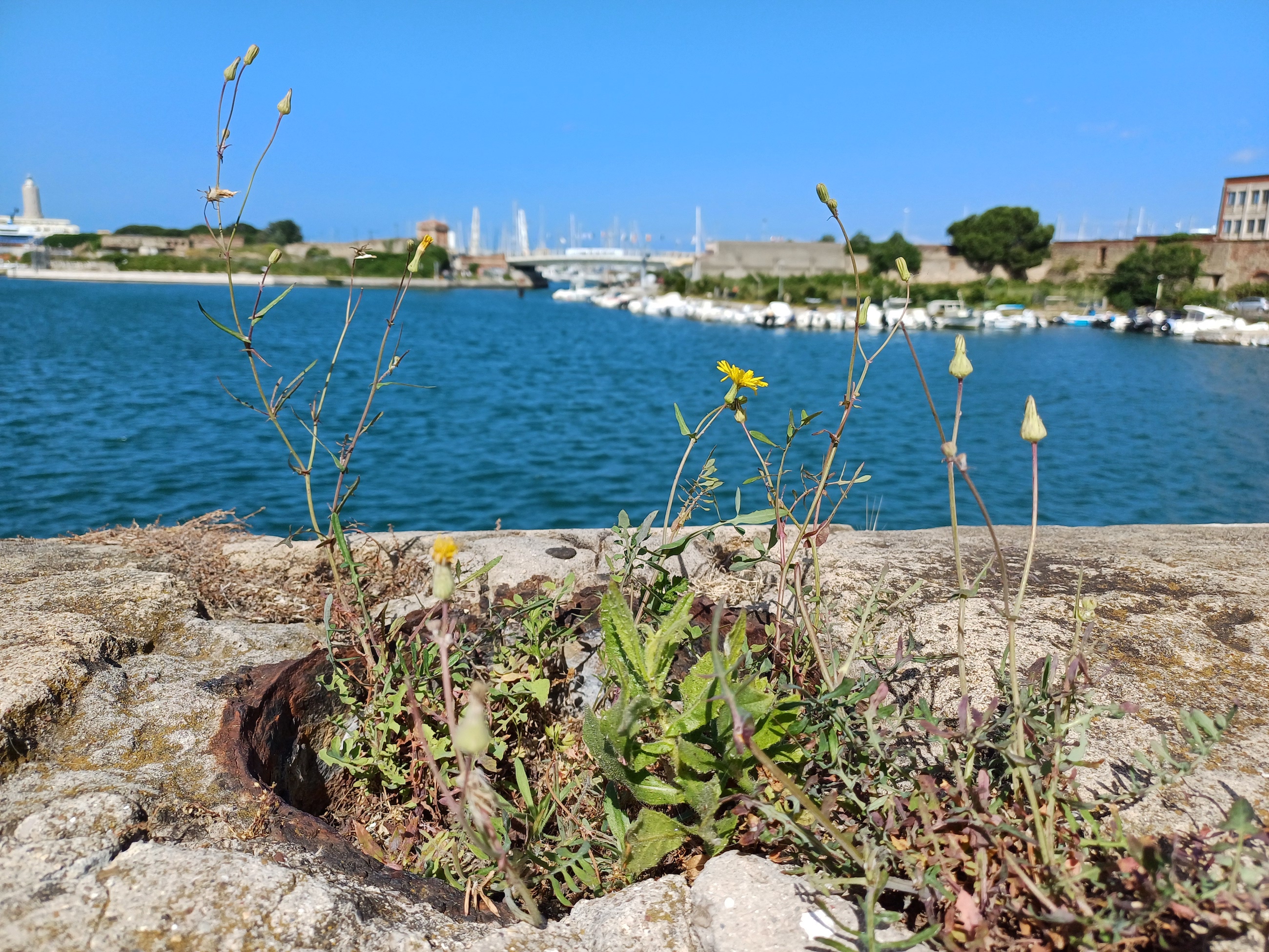 sonchus tenerrimus livorno toskana italien 20240531_100258.jpg