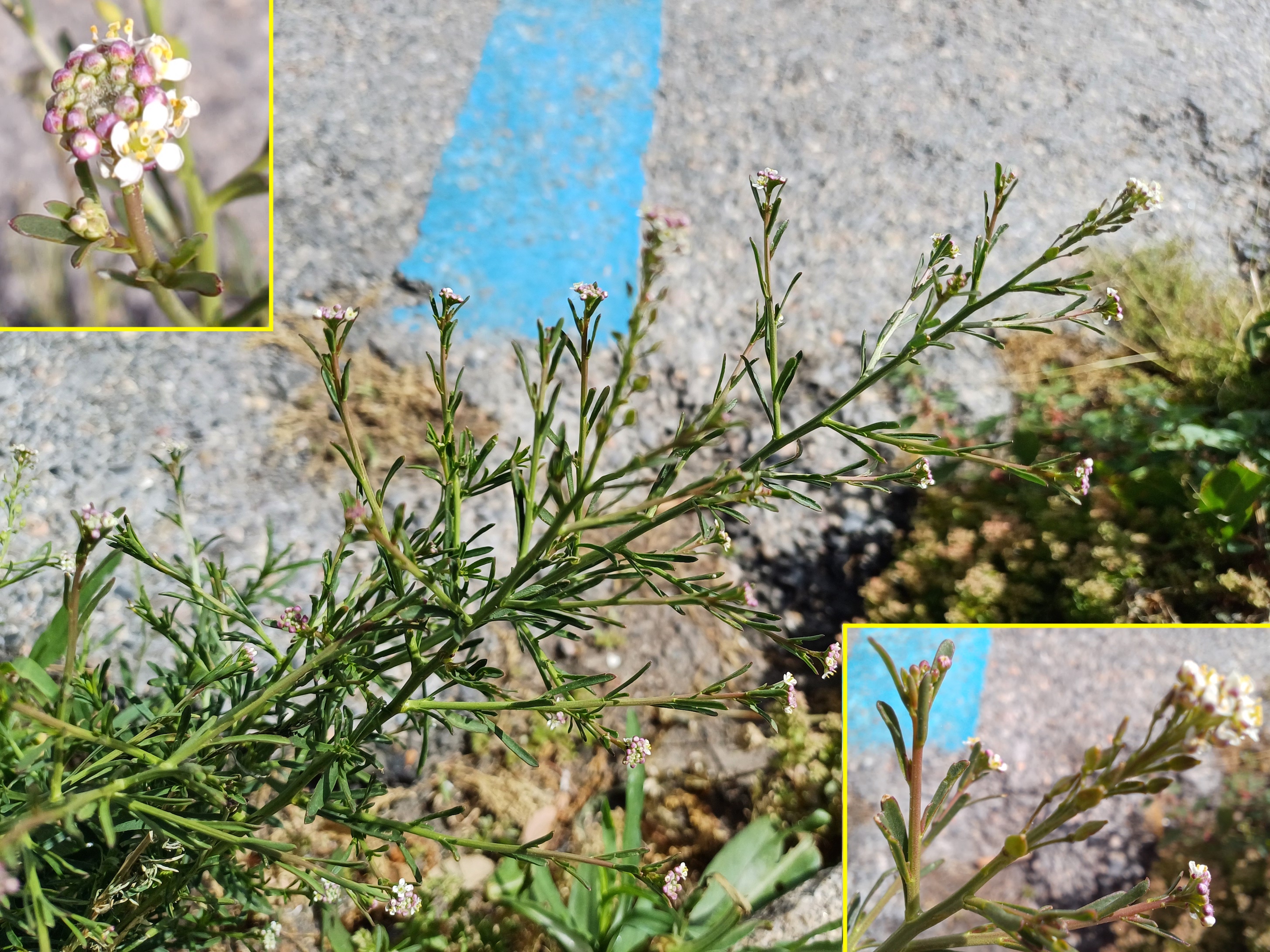 lepidium graminifolium livorno toskana italien 20240531_110013.jpg