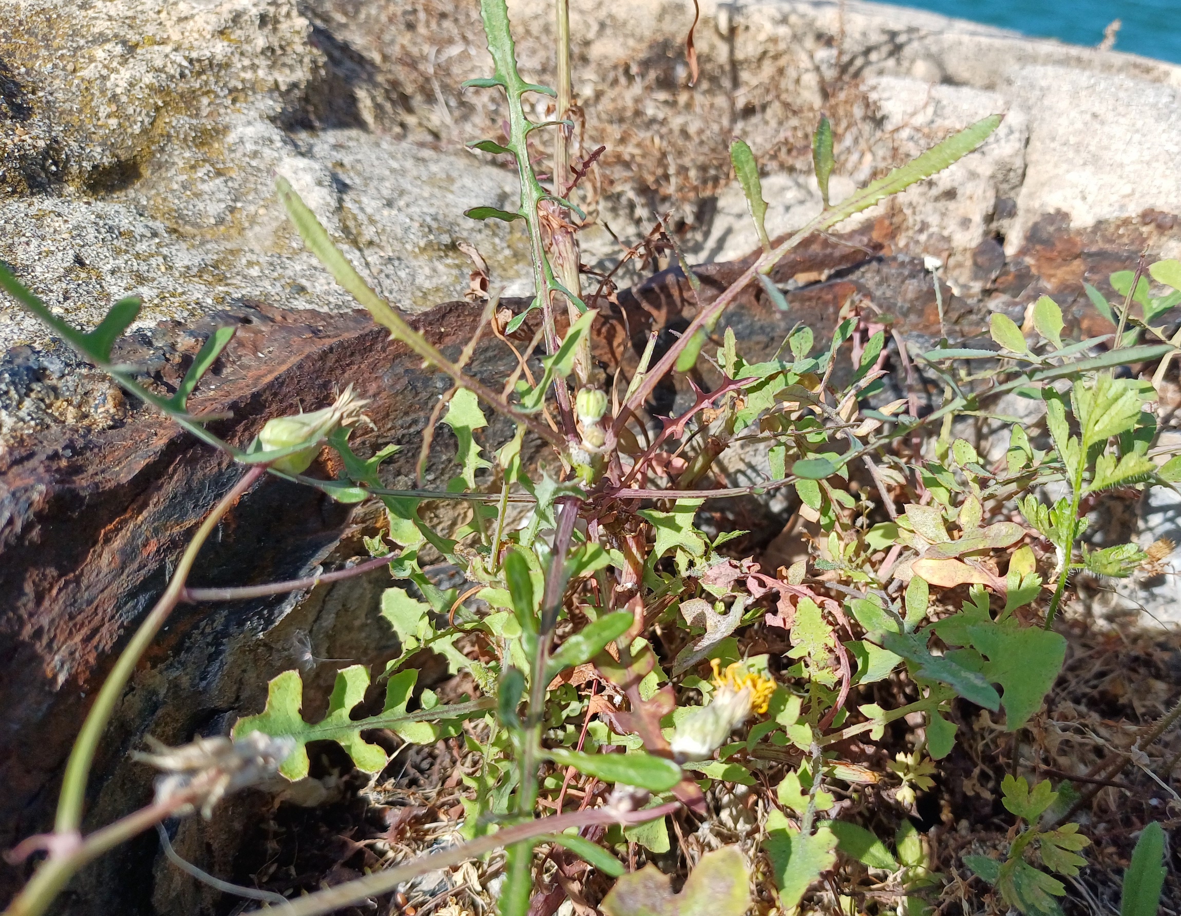 sonchus tenerrimus livorno toskana italien 20240531_100356.jpg
