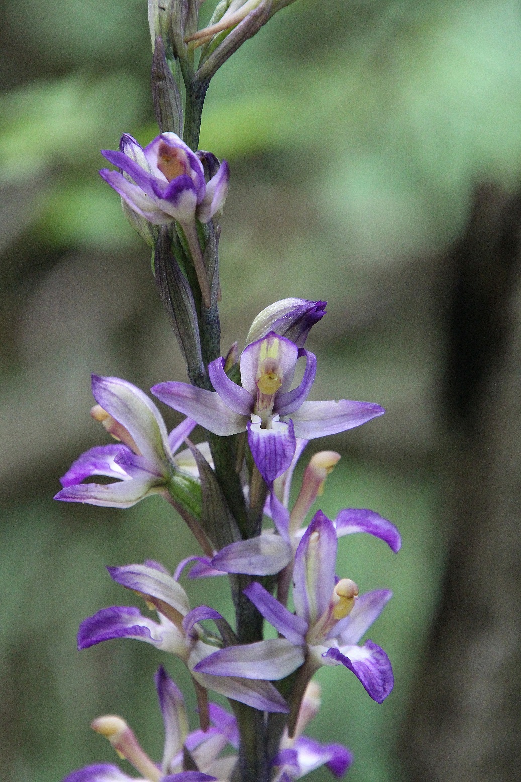 Hundsheimer Berg - 02062024 -(111) - Limodorum abortivum - Violett-Dingel.JPG