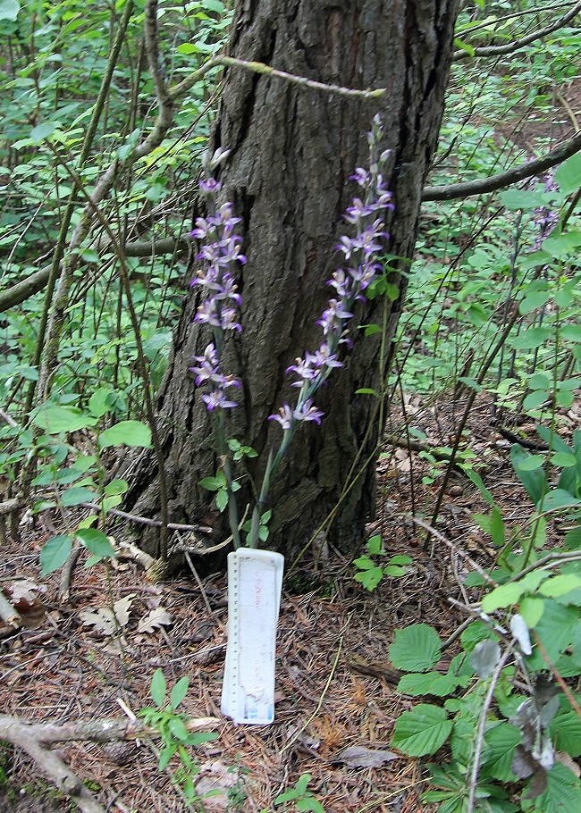 Hundsheimer Berg - 02062024 -(113) - Limodorum abortivum - Violett-Dingel.JPG