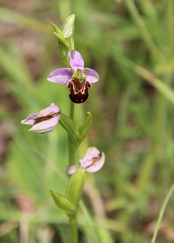 Hundsheimer Berg - 02062024 -(125) -Ophrys apifera - Bienen-Ragwurz.JPG
