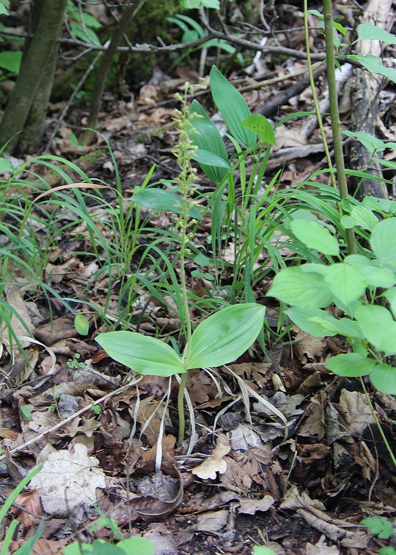 Hundsheimer Berg - 02062024 -(118) - Neottia ovata - Gross-Zweiblatt.JPG