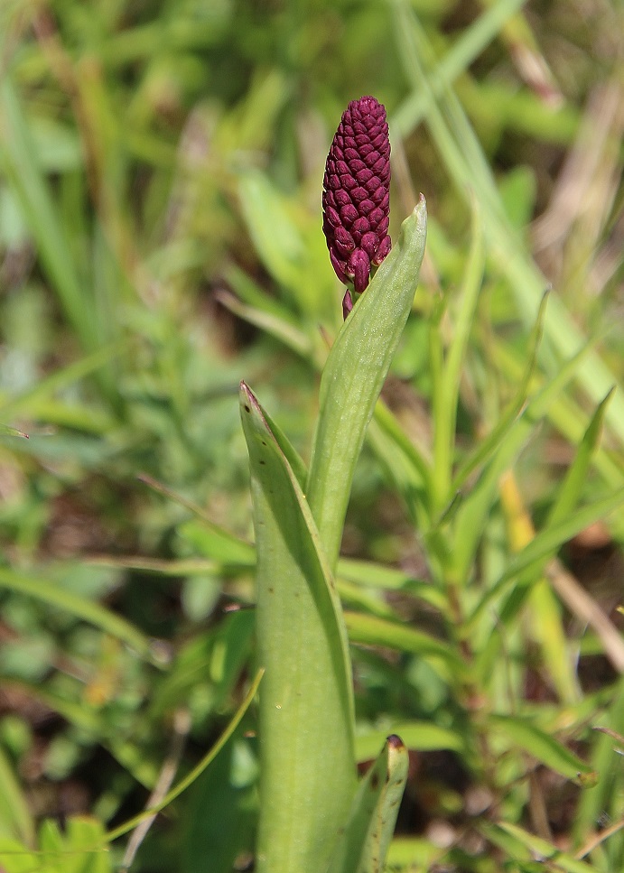 Hundsheimer Berg - 02062024 -(187) - Anacamptis pyramidalis - Kamm-Hundswurz - knospig.JPG