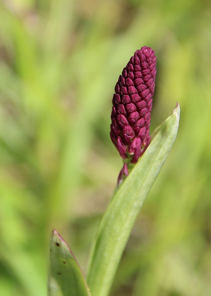 Hundsheimer Berg - 02062024 -(191) - Anacamptis pyramidalis - Kamm-Hundswurz - knospig.JPG