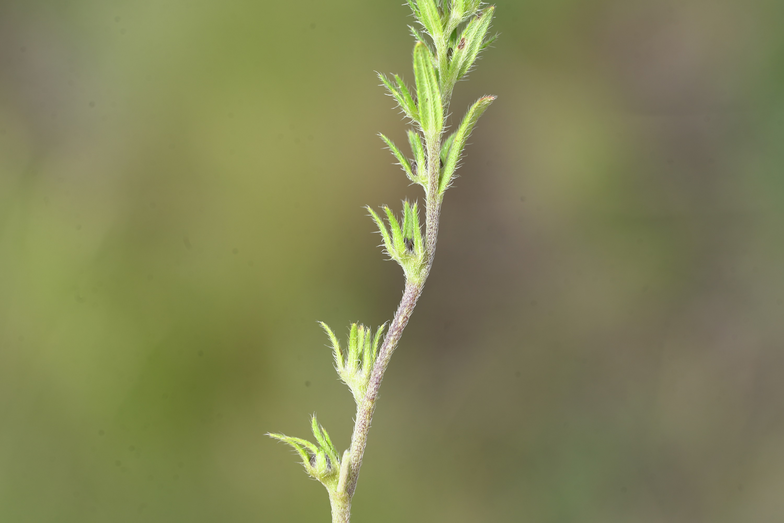 DSC07529.JPG