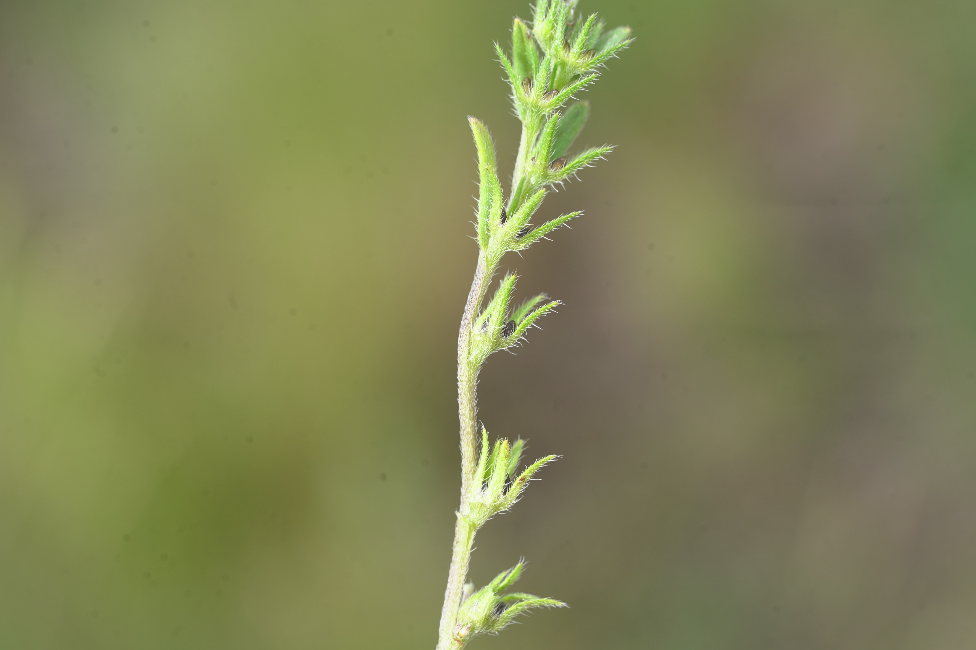 DSC07530.JPG