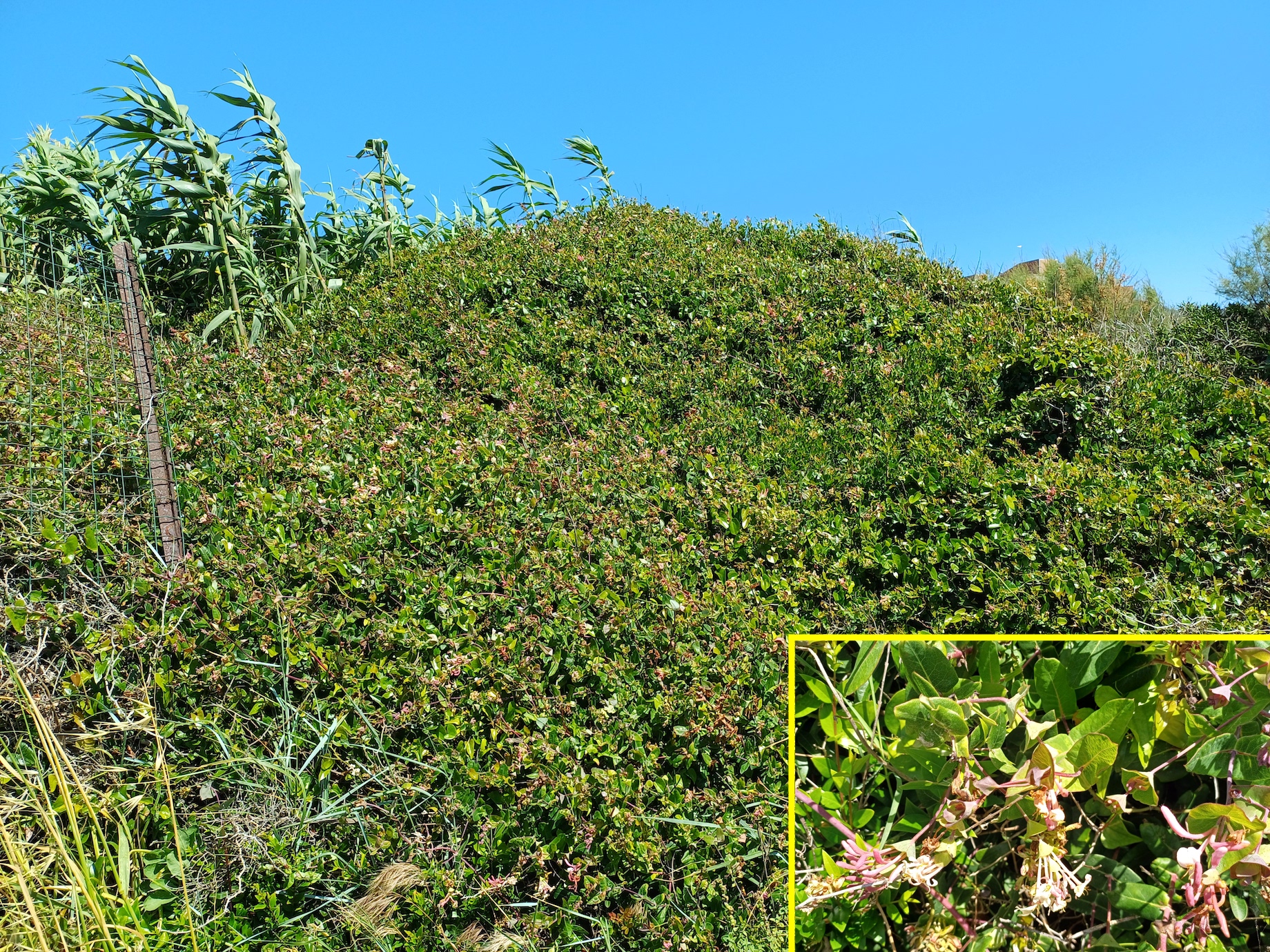 lonicera implexa livorno toskana italien 20240531_144555.jpg