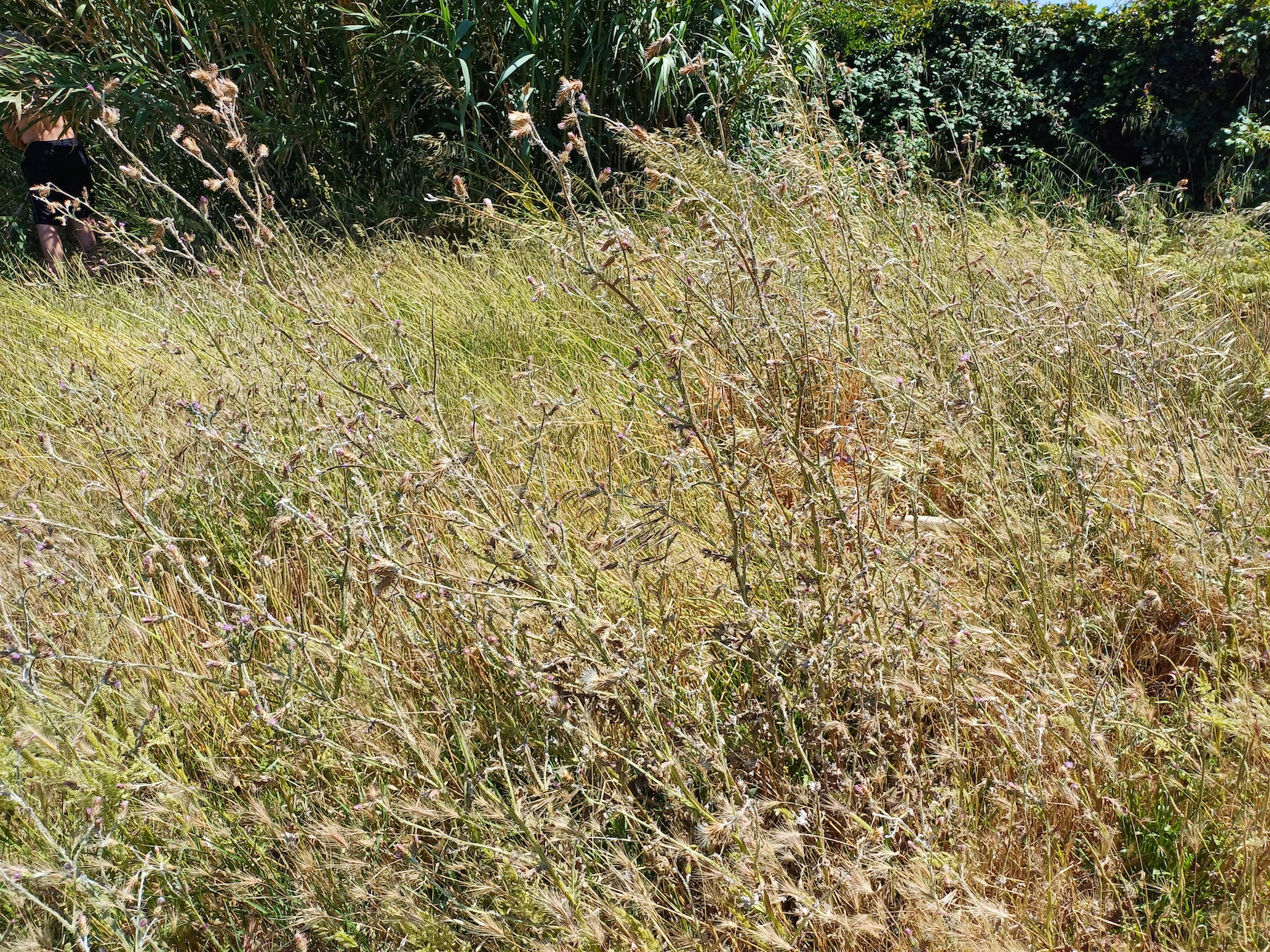 carduus pycnocephalus livorno toskana italien 20240531_144403.jpg