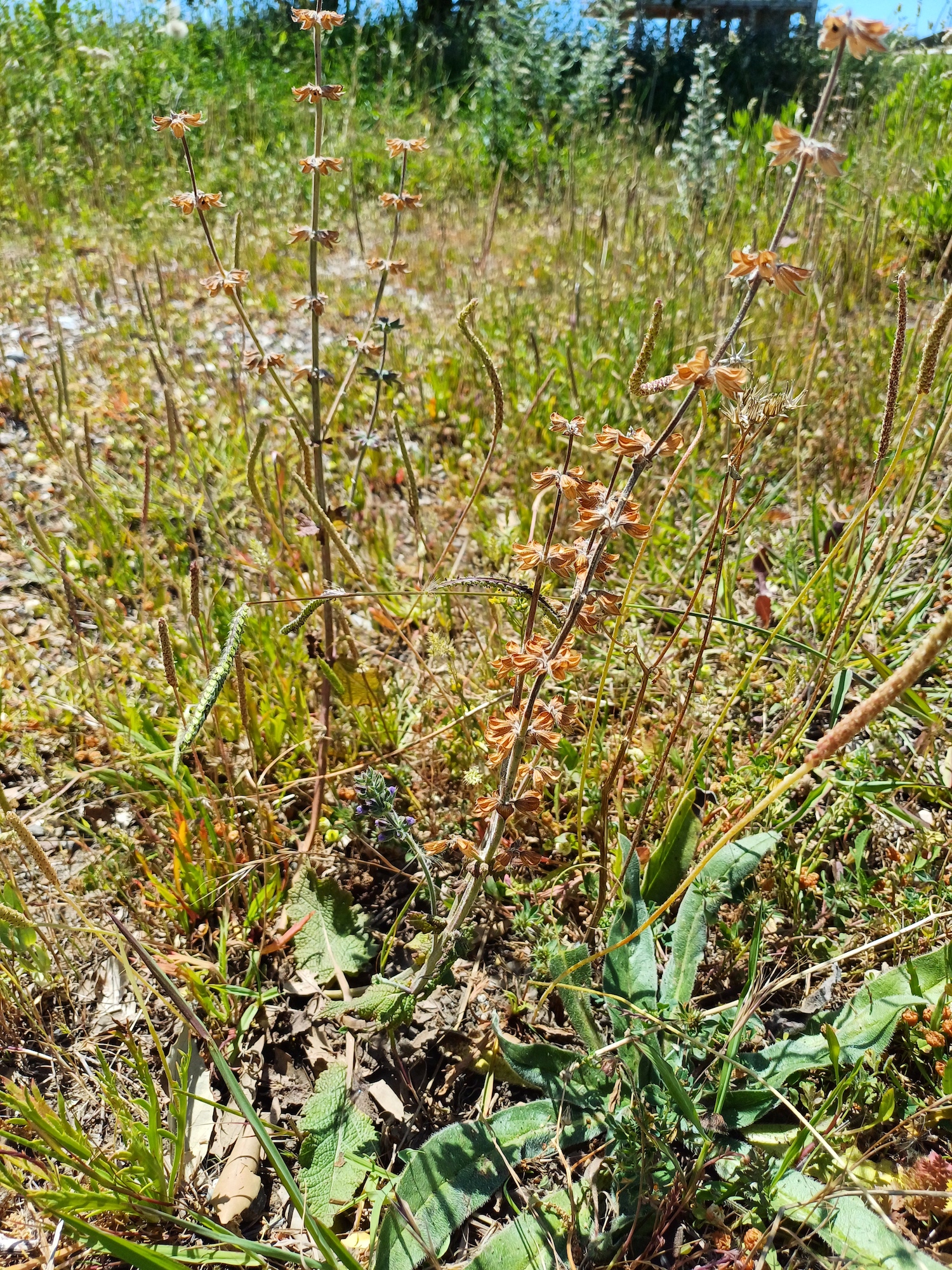 salvia verbenaca livorno toskana italien 20240531_142706.jpg