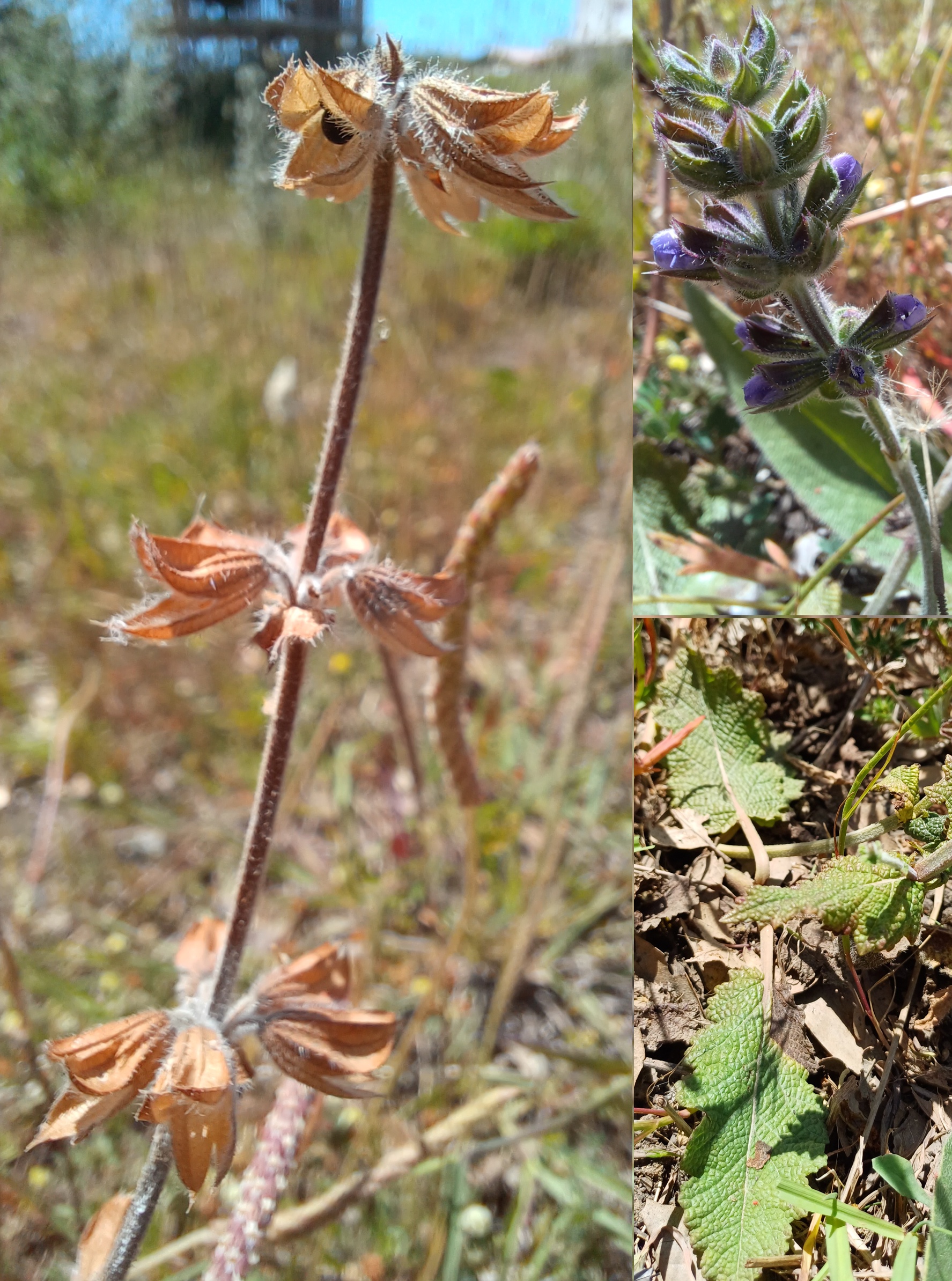 salvia verbenaca livorno toskana italien 20240531_142559.jpg