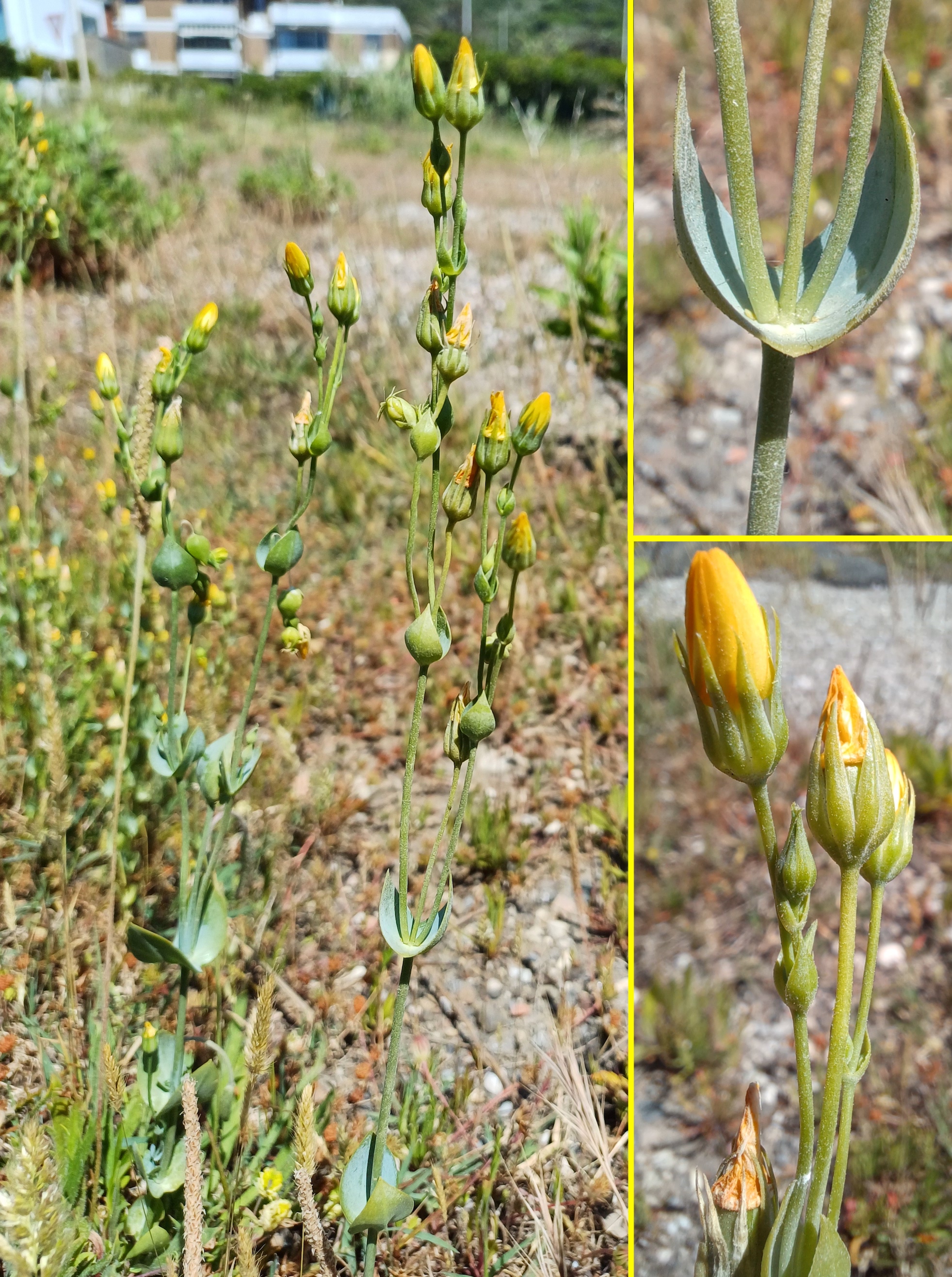blackstonia perfoliata subsp. perfoliata subsp. perfoliata livorno toskana italien 20240531_142344.jpg