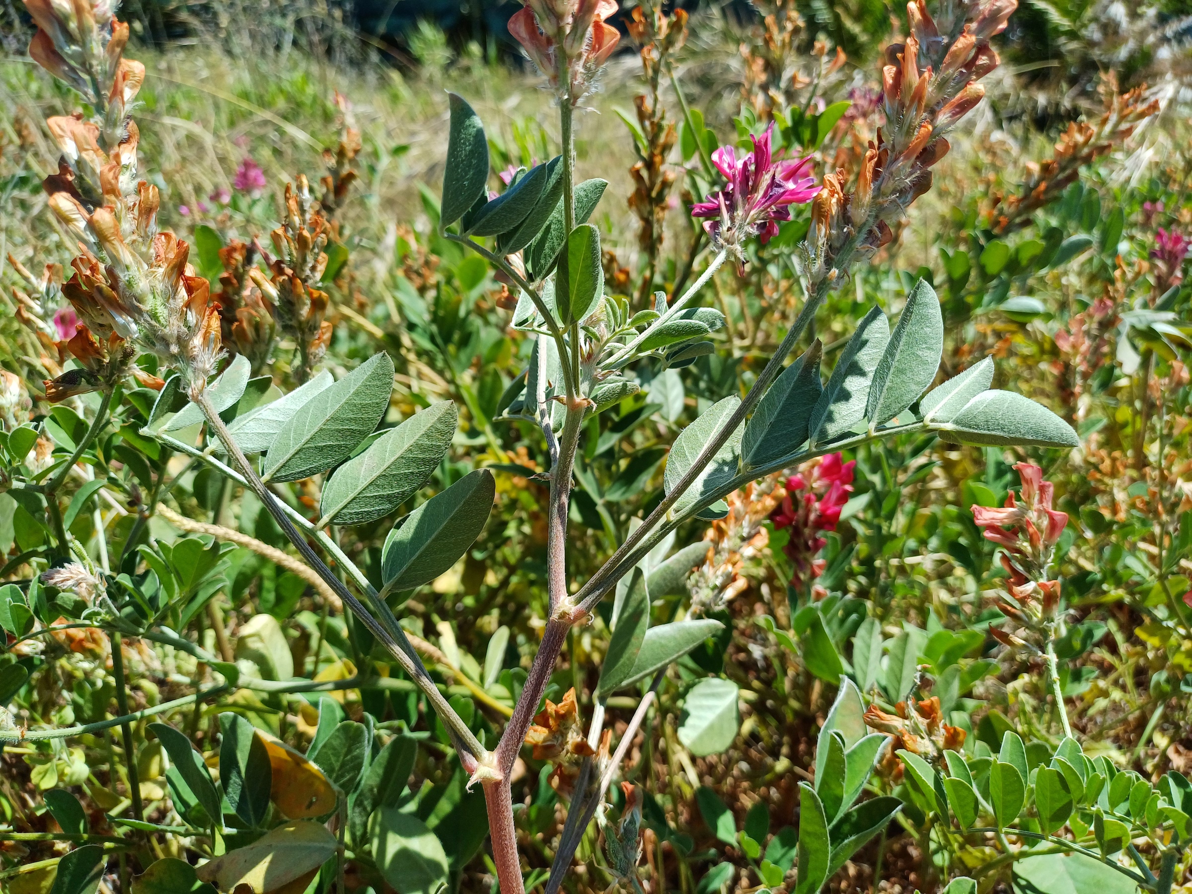 hedysarum coronarium livorno toskana italien 20240531_141551.jpg