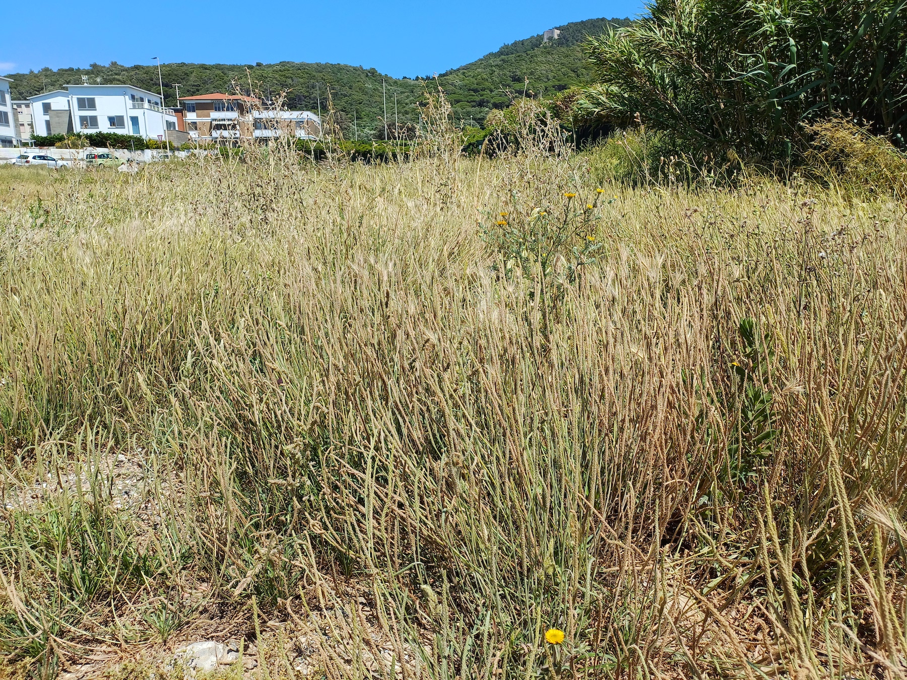 plantago coronopus livorno toskana italien 20240531_141146.jpg