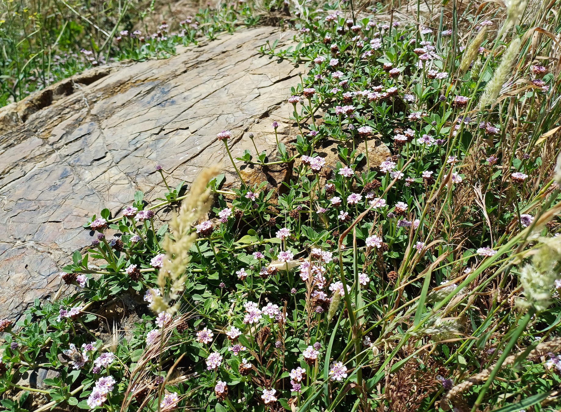 phyla nodiflora livorno toskana italien 20240531_141102.jpg