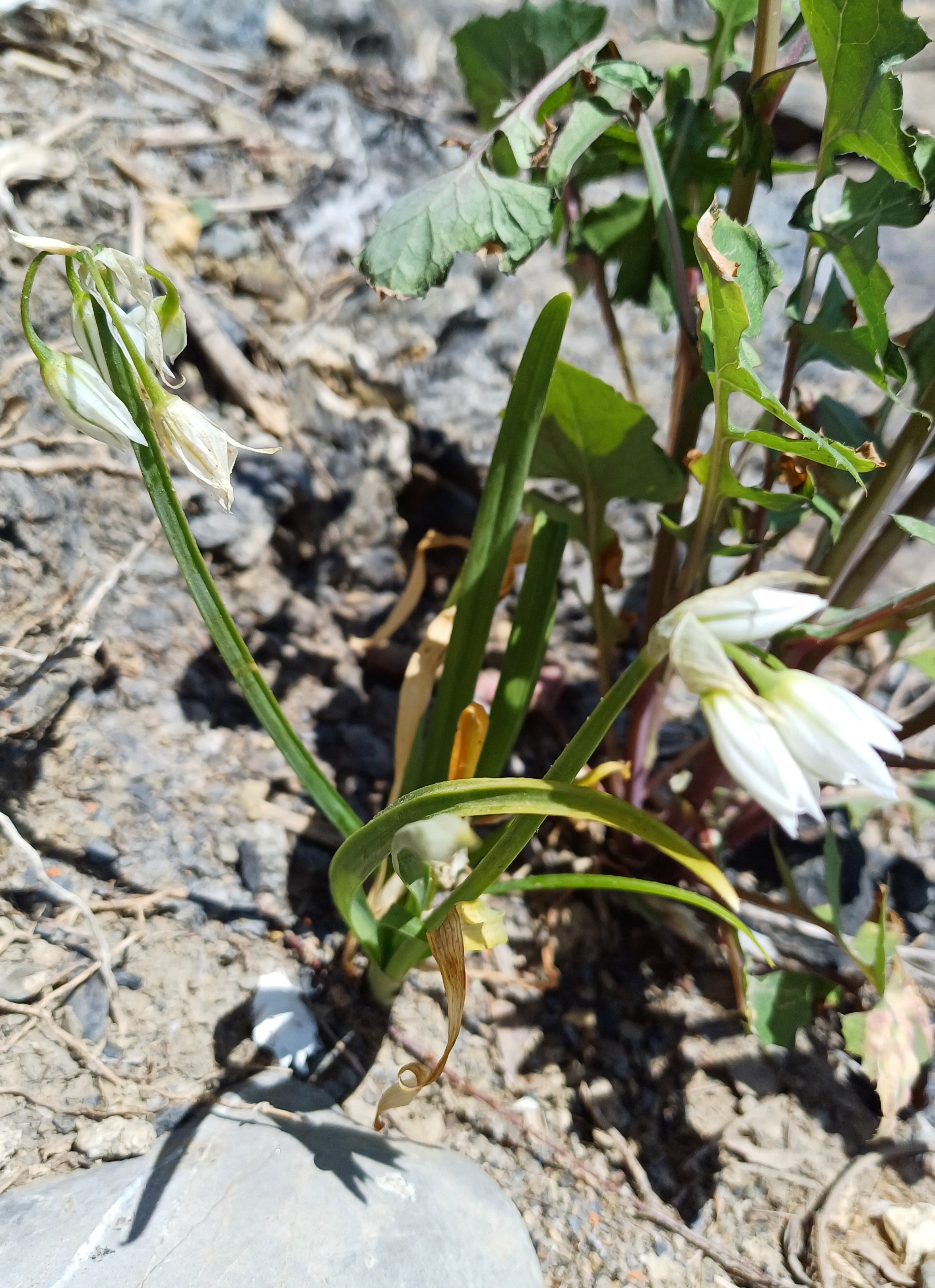 allium triquetrum livorno toskana italien 20240531_140857.jpg