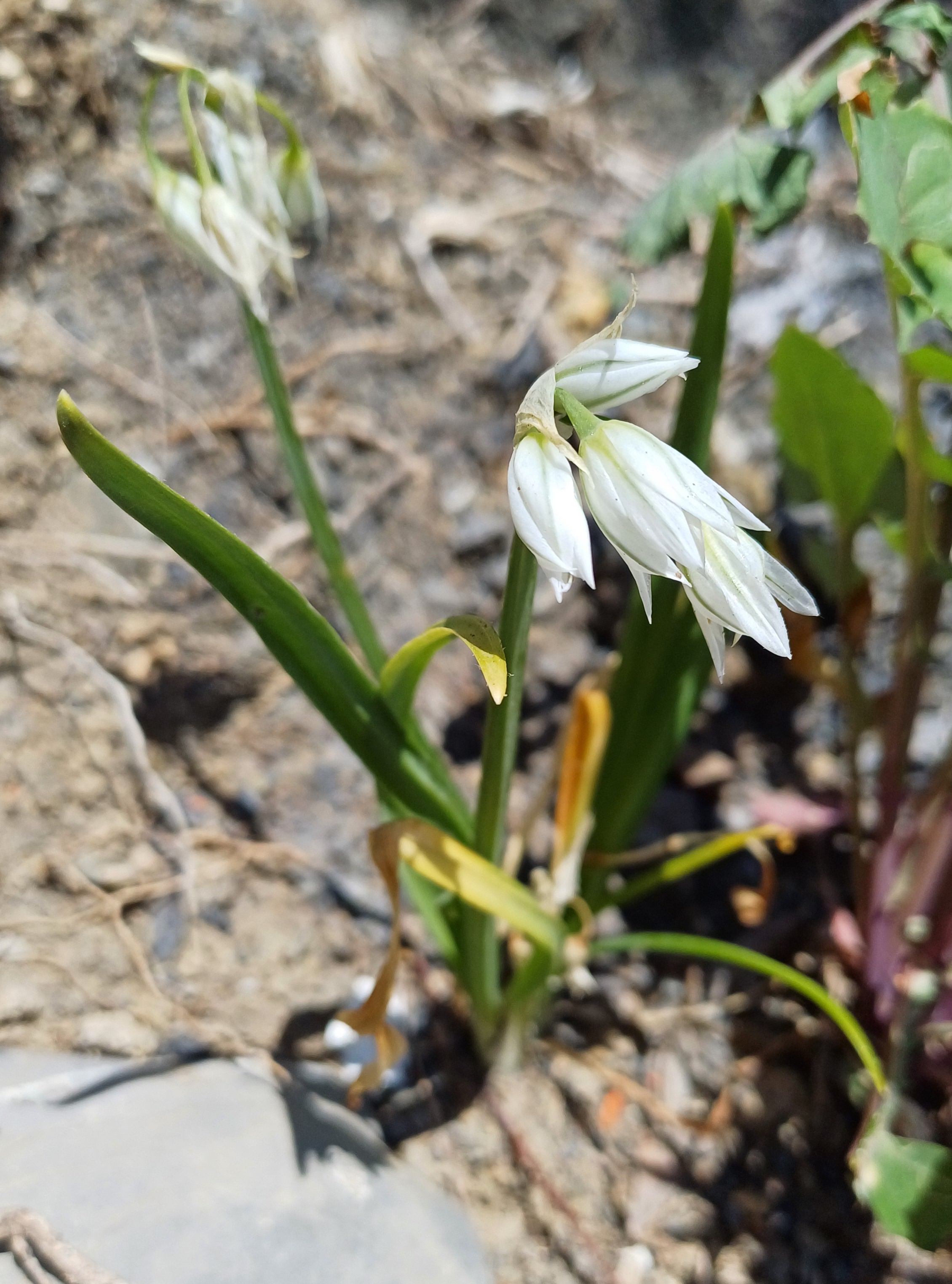 allium triquetrum livorno toskana italien 20240531_140847.jpg