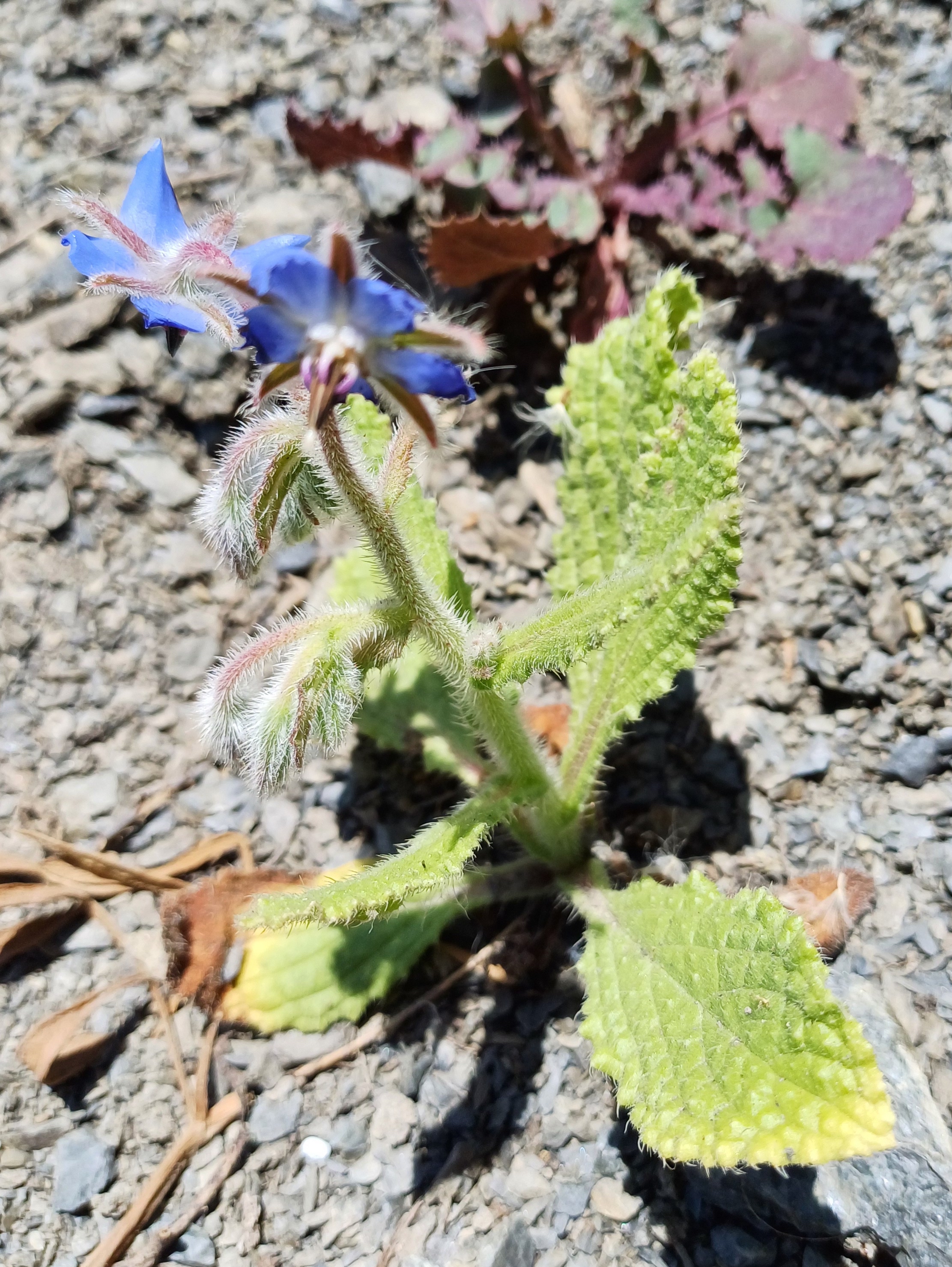 borago officinalis livorno toskana italien 20240531_133950.jpg