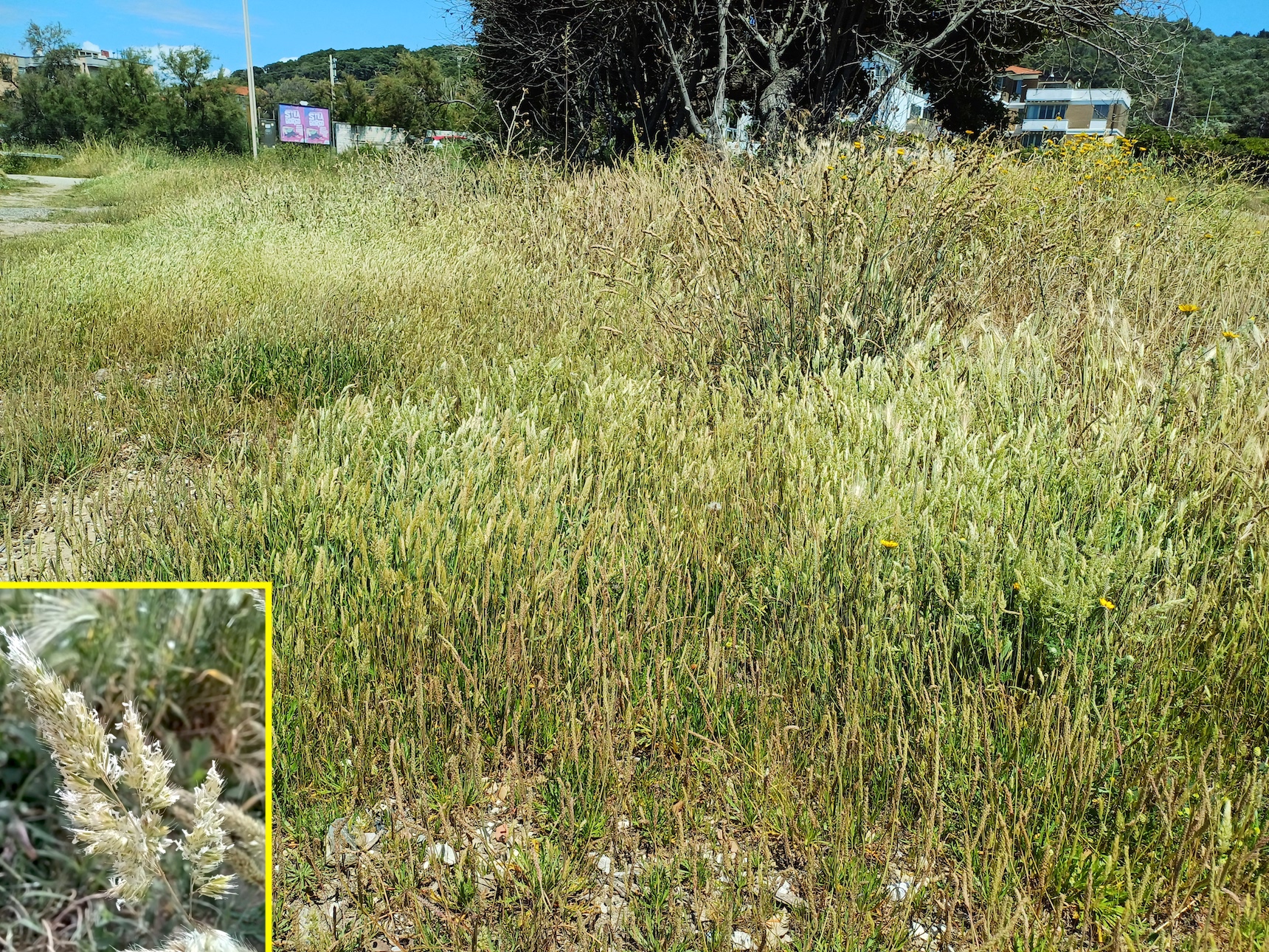 trisetaria panicea livorno toskana italien 20240531_133807.jpg