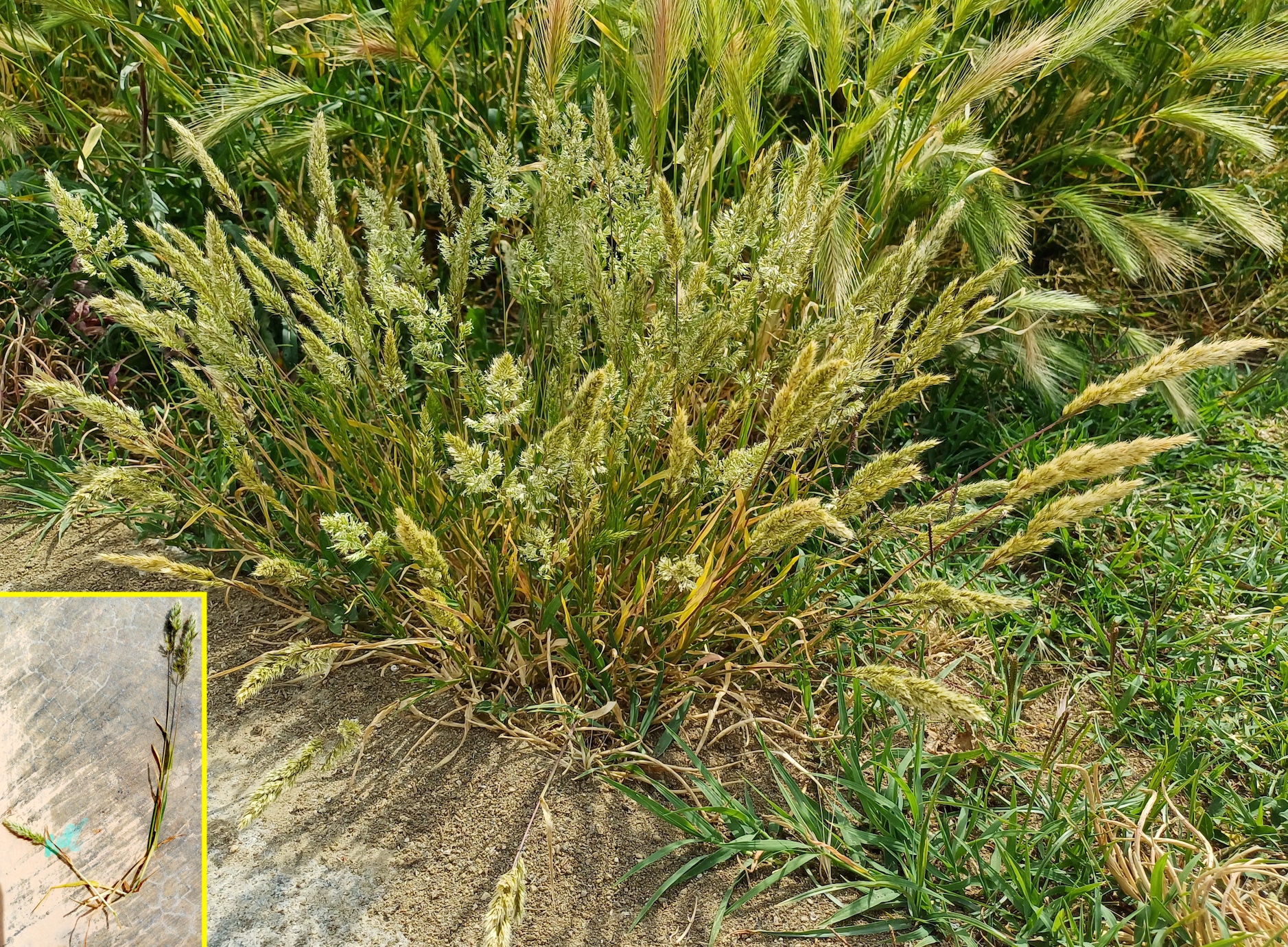 trisetaria panicea livorno toskana italien 20240529_160548.jpg