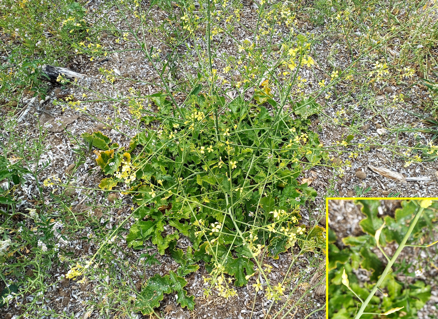 raphanus raphanistrum livorno toskana italien 20240529_153850.jpg