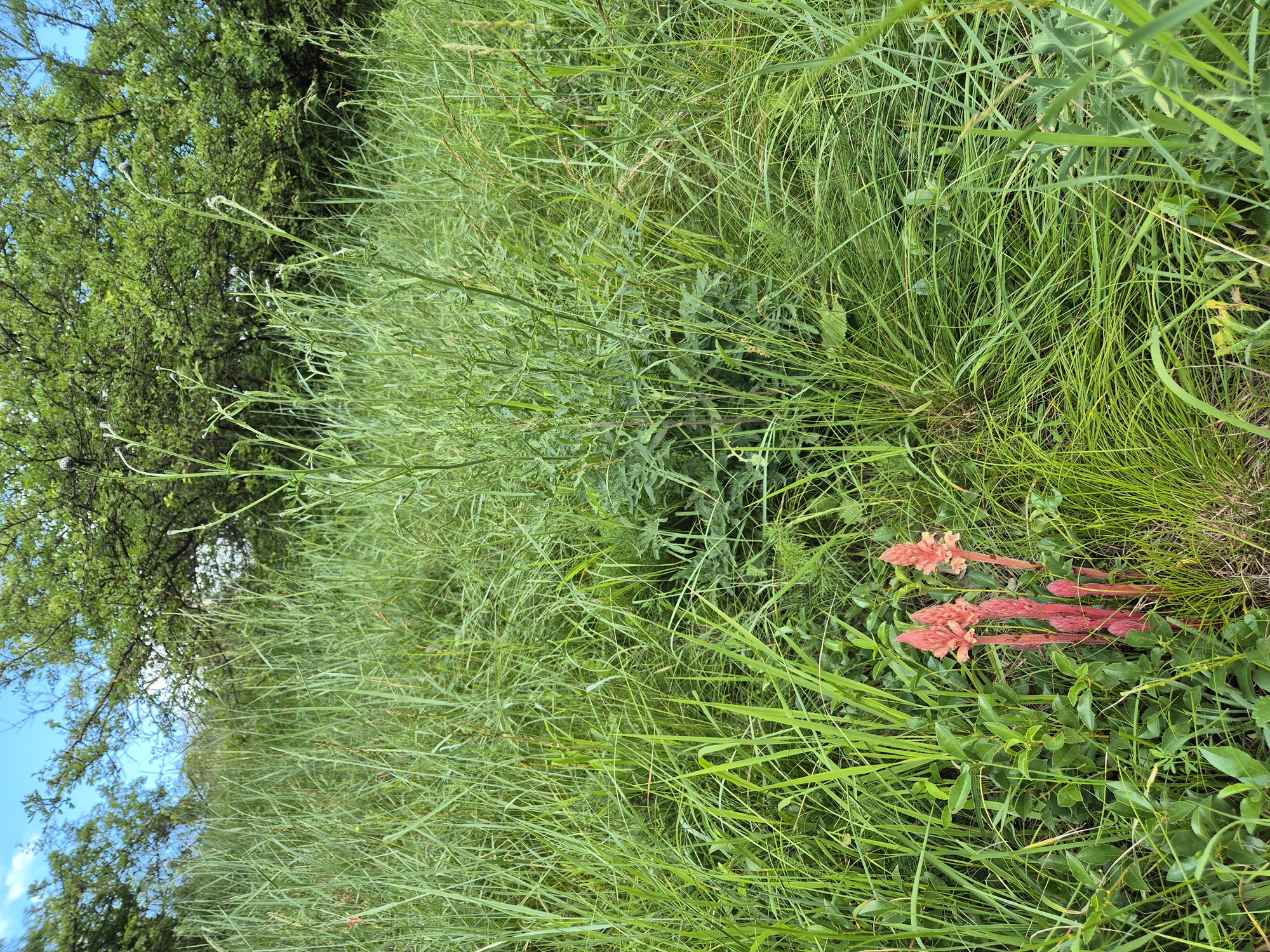 20240606_190341.jpg