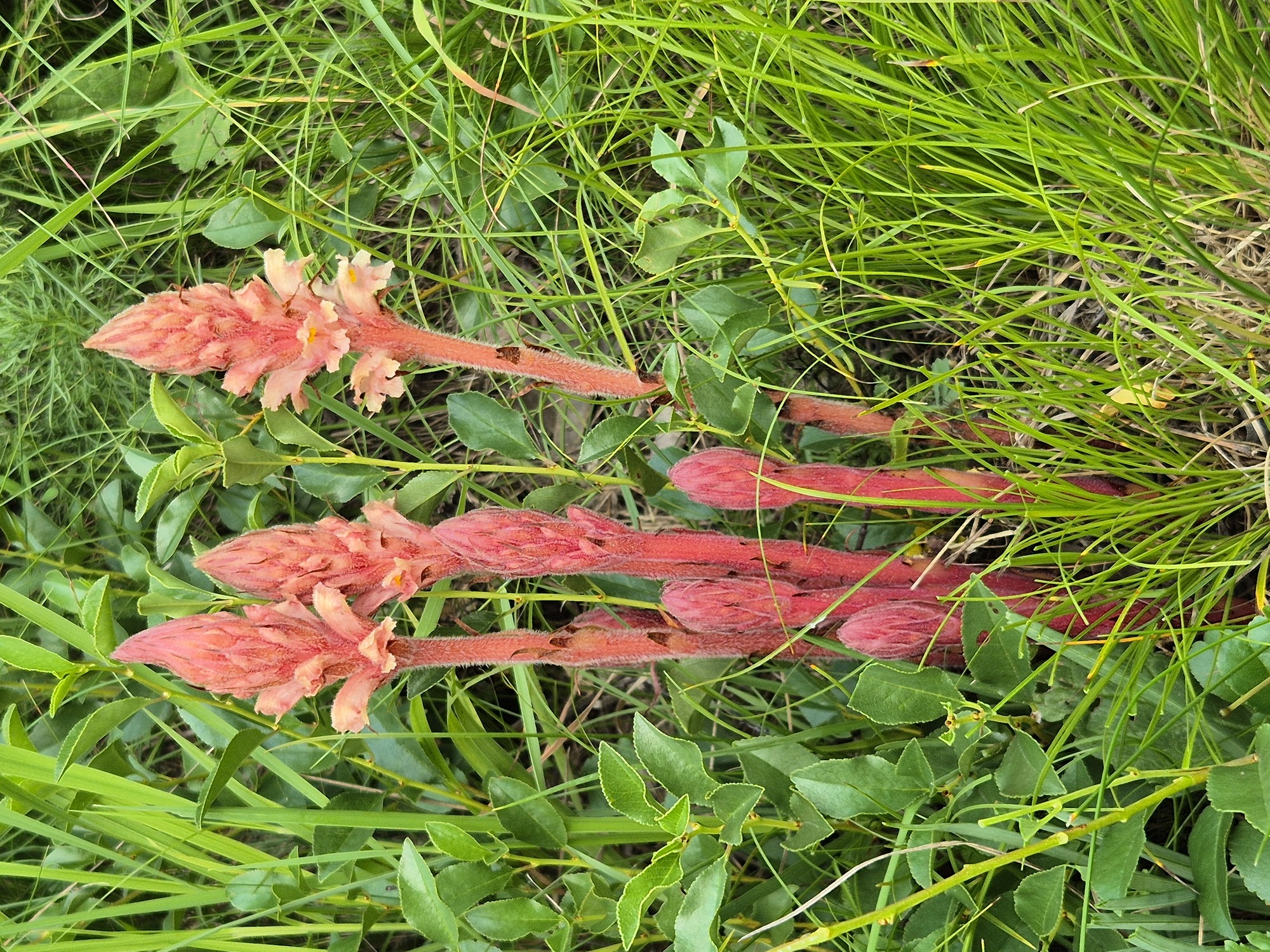 20240606_190355.jpg