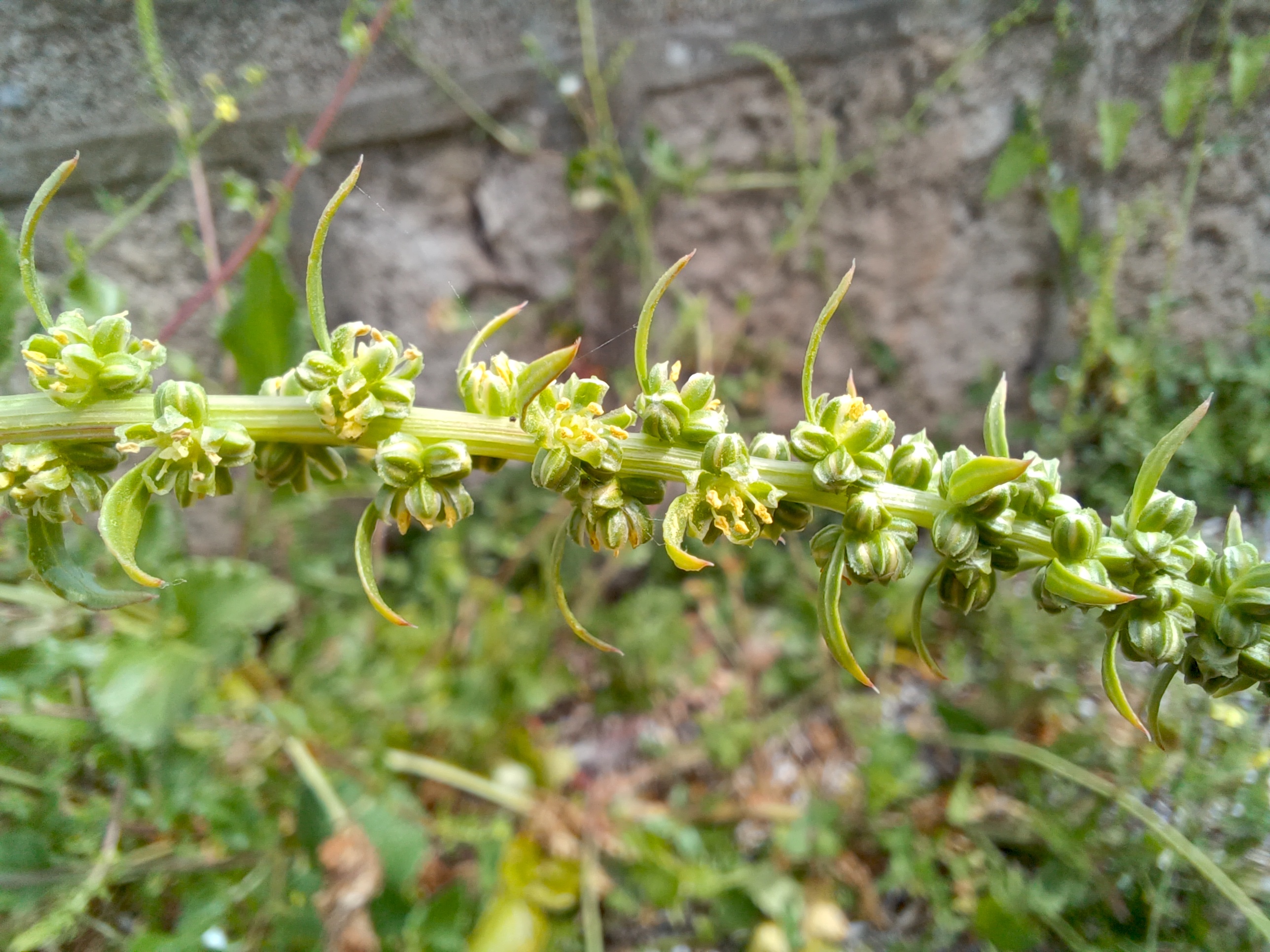 beta vulgaris livorno toskana italien 20240529_154929.jpg
