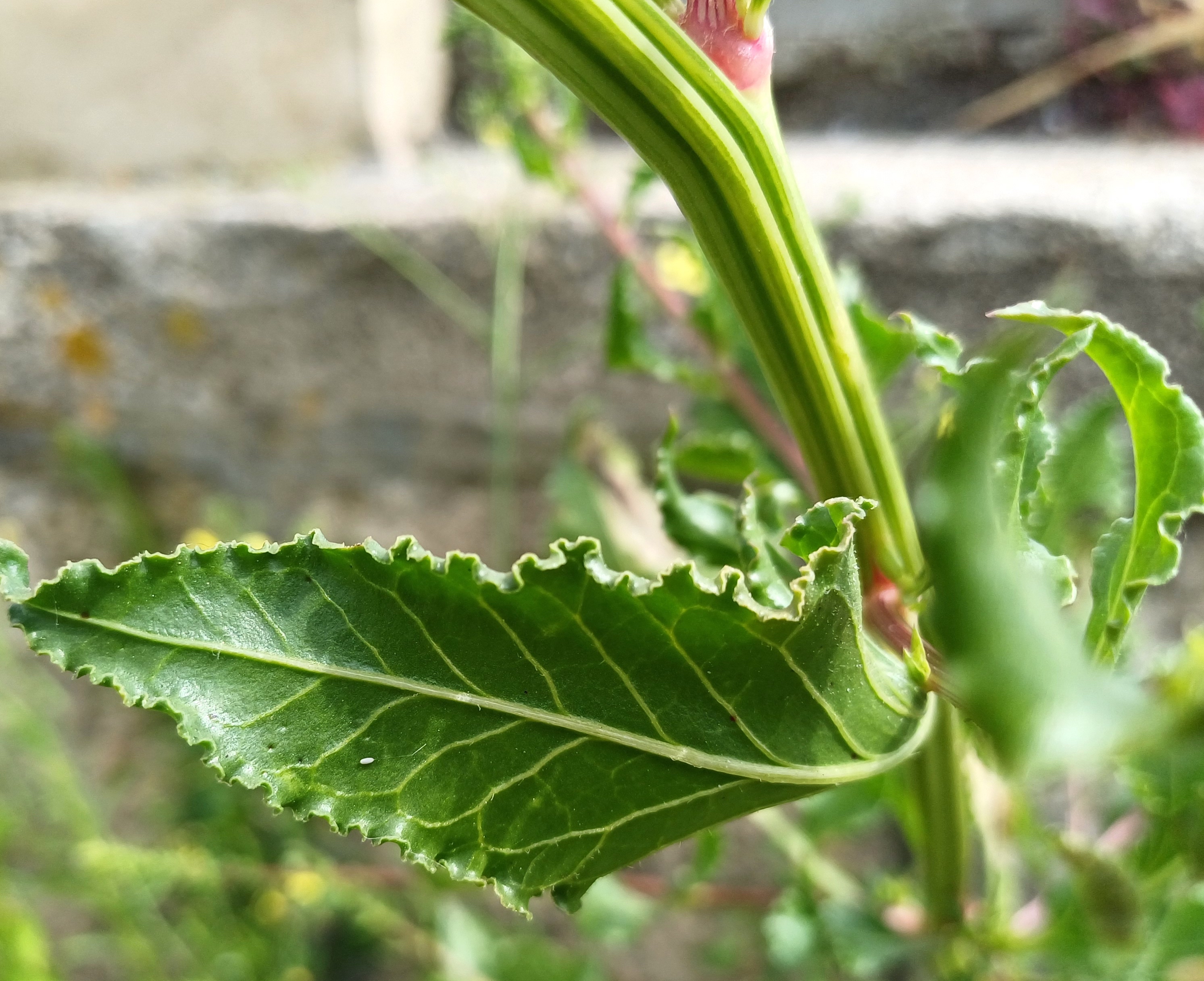 beta vulgaris livorno toskana italien 20240529_154902.jpg