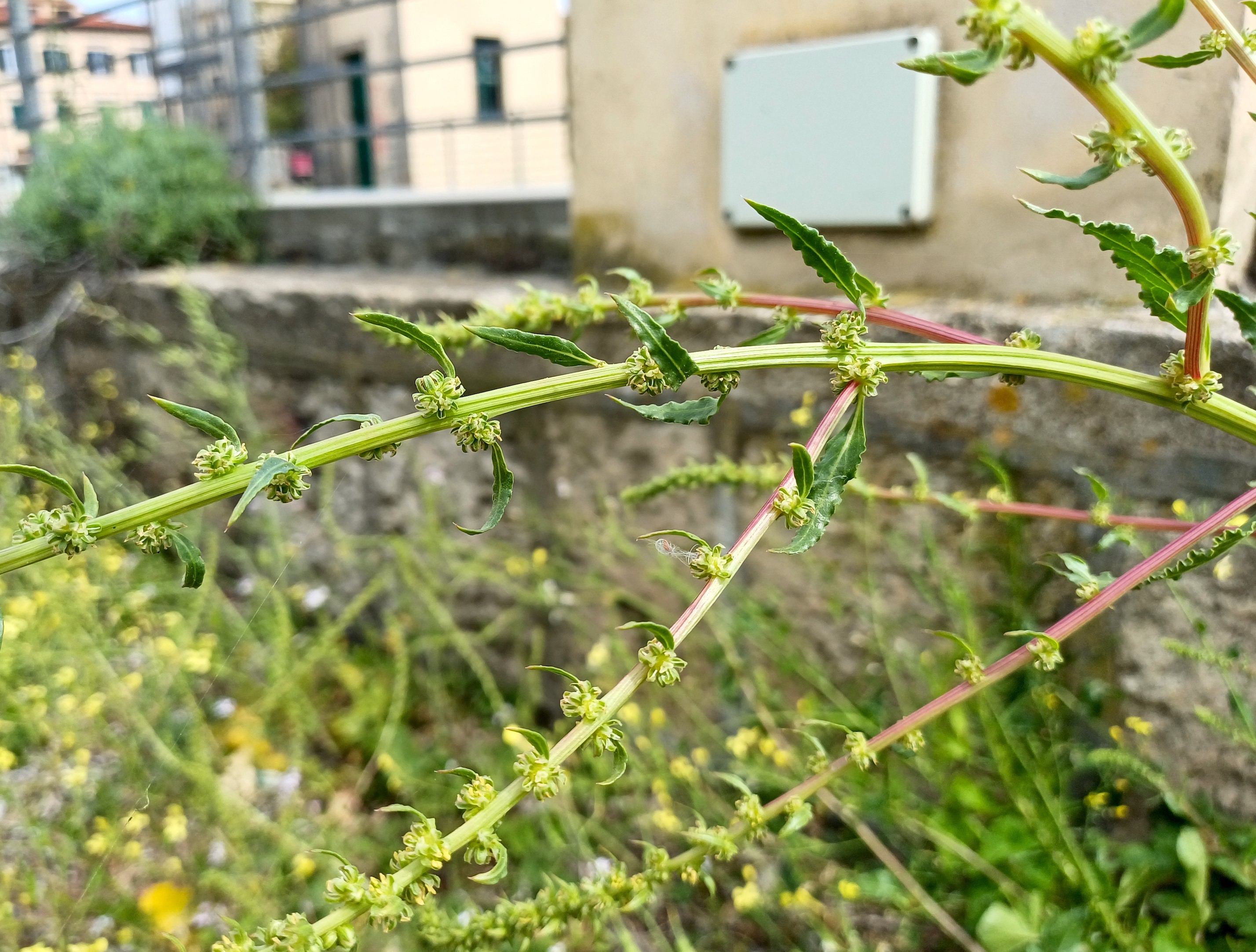 beta vulgaris livorno toskana italien 20240529_154830.jpg