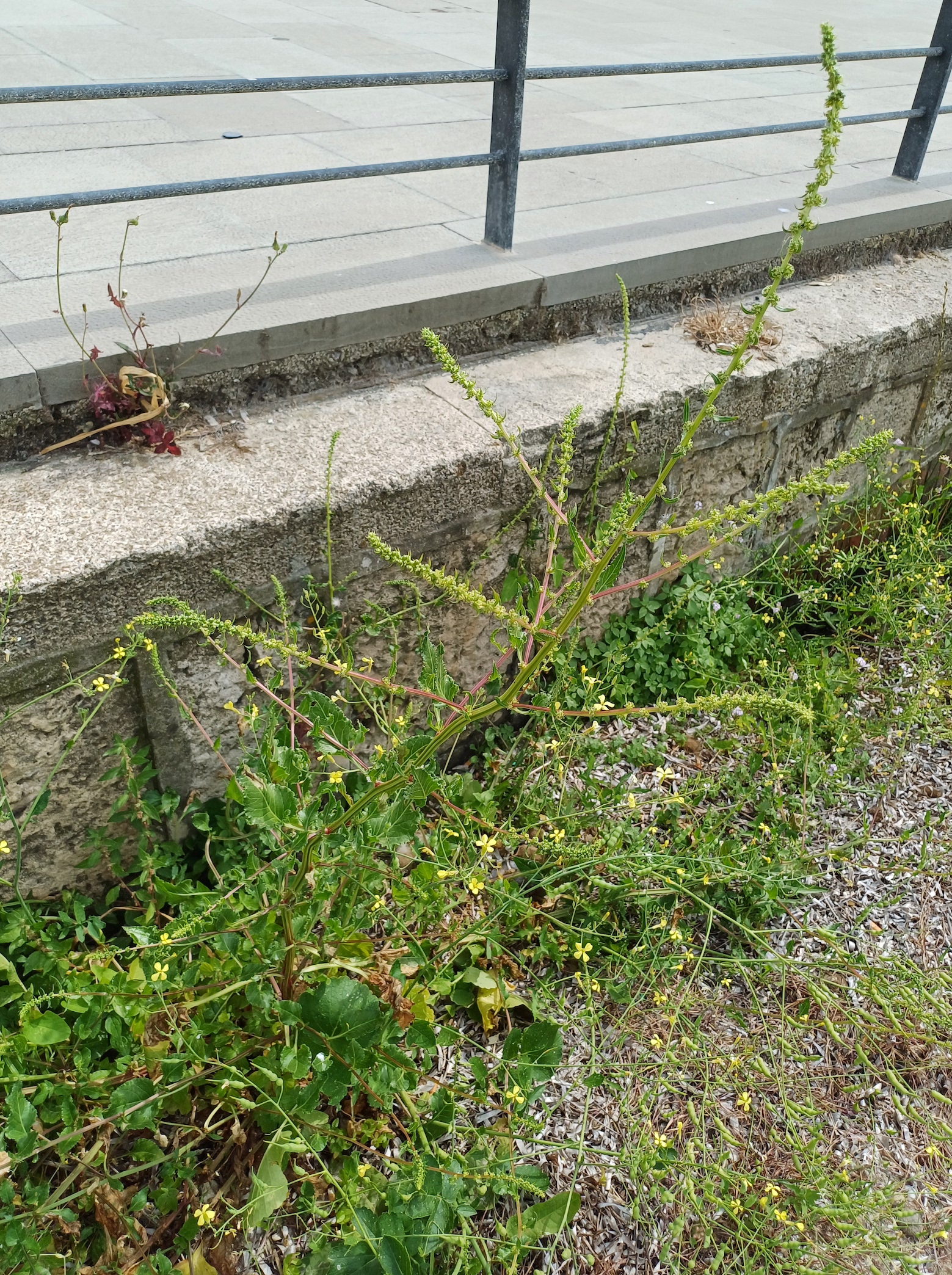 beta vulgaris livorno toskana italien 20240529_154806.jpg