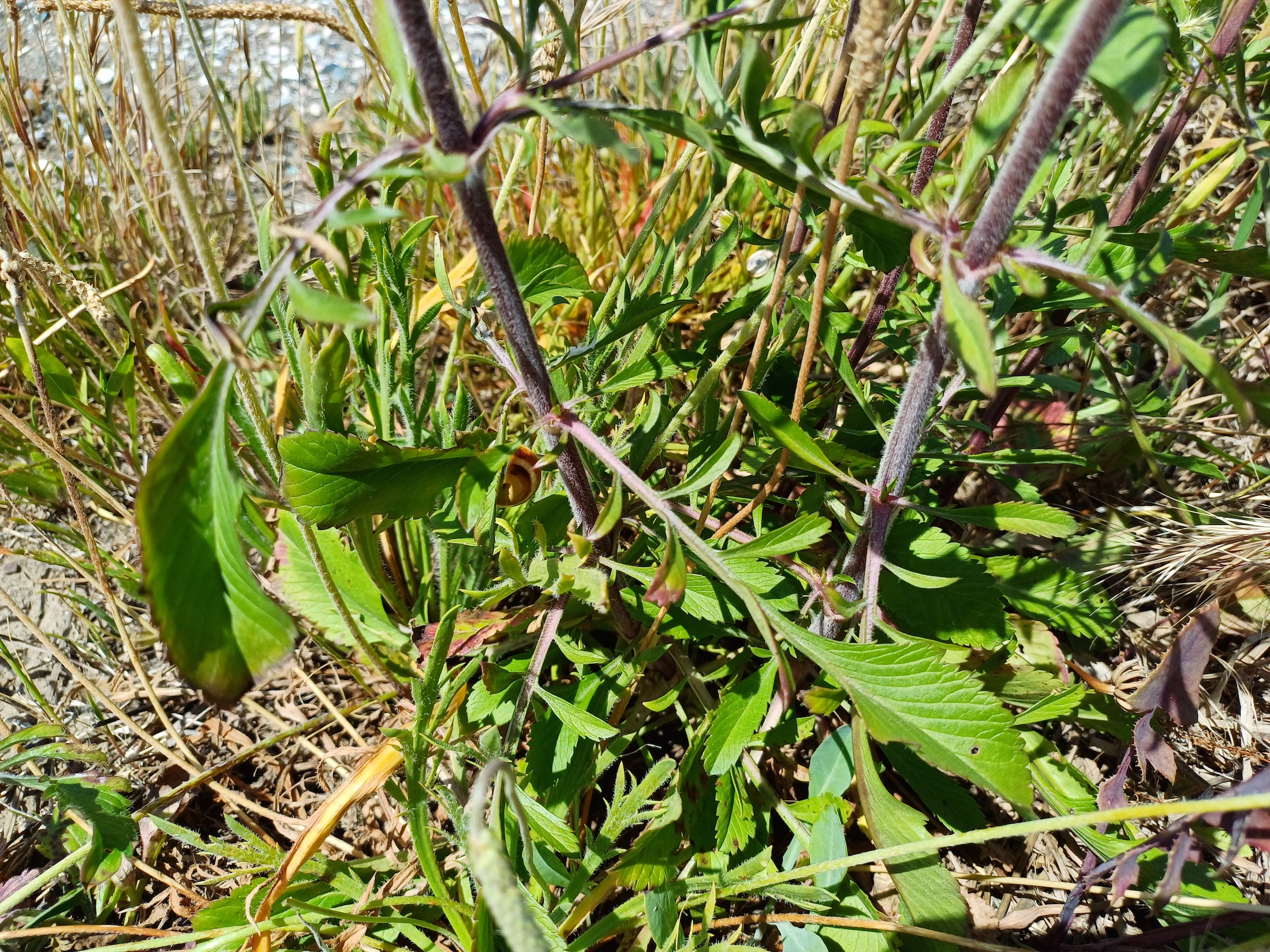 cf. sixalis atropurpurea livorno toskana italien 20240531_141405.jpg