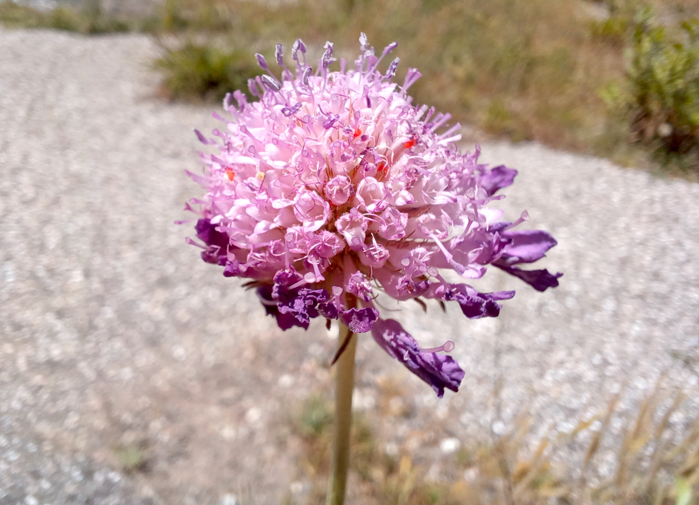 cf. sixalis atropurpurea livorno toskana italien 20240531_141337.jpg