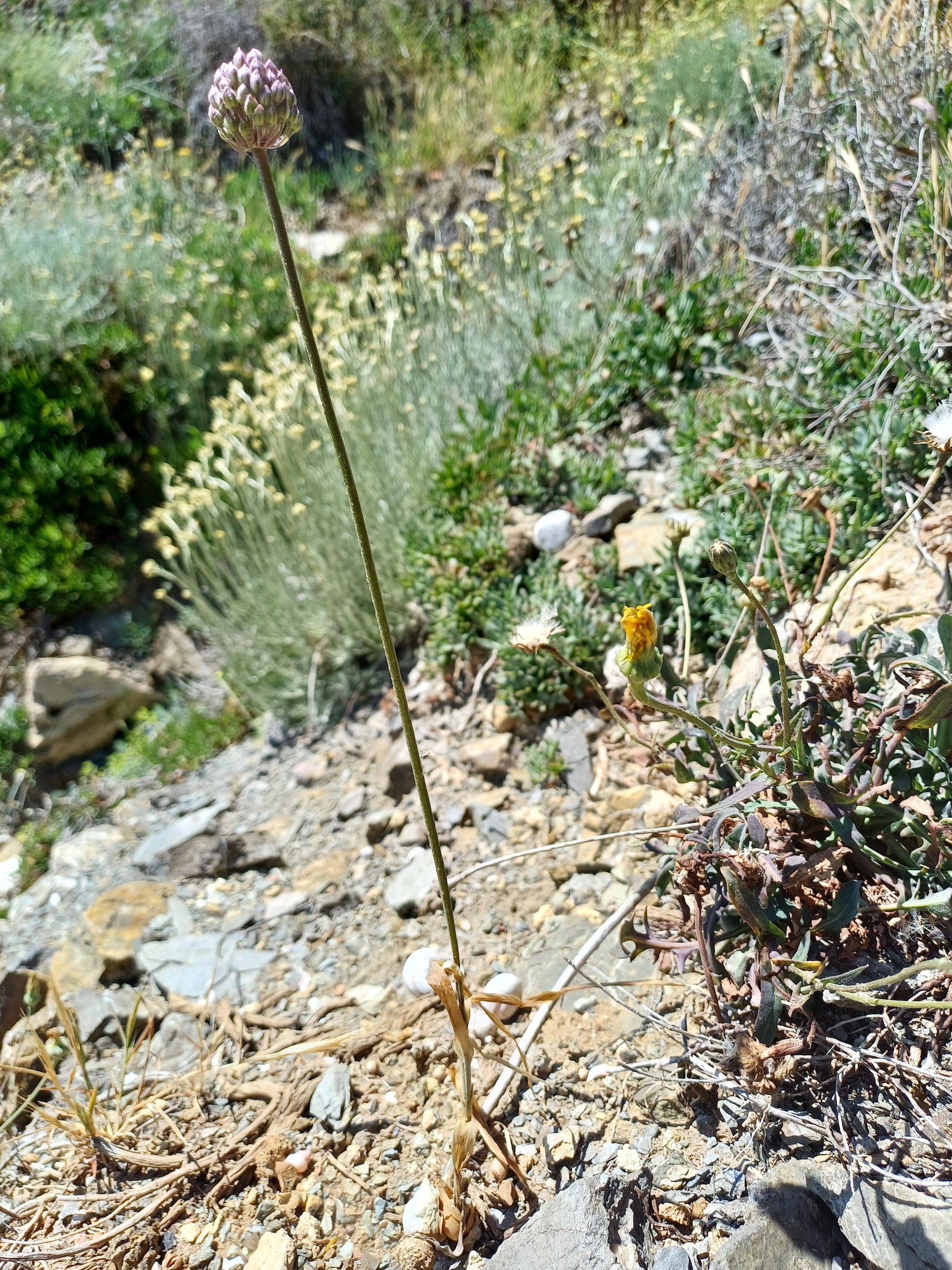 allium cf. commutatum livorno toskana italien 20240531_150239.jpg