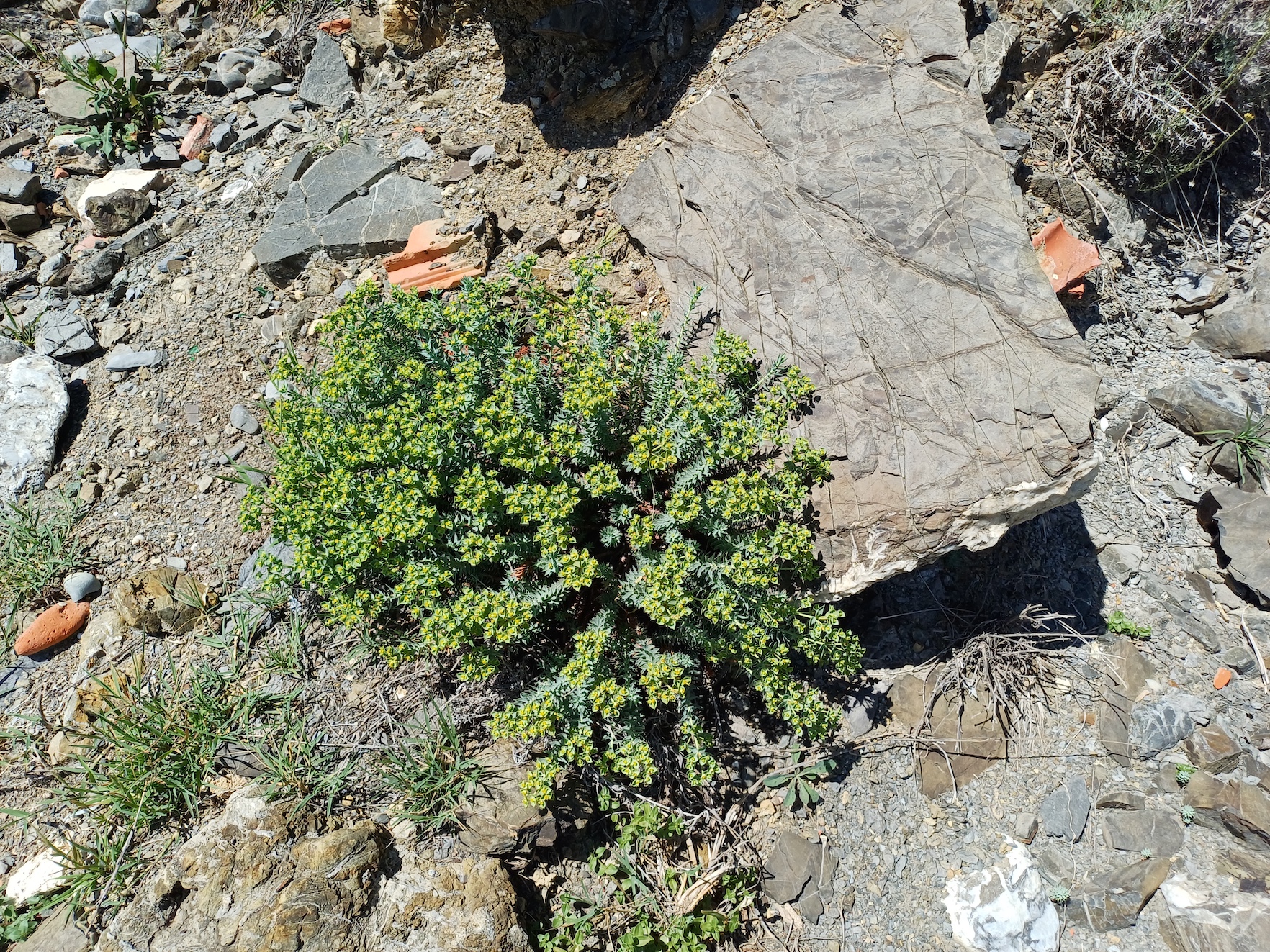 euphorbia pithyusa livorno toskana italien 20240531_150029.jpg