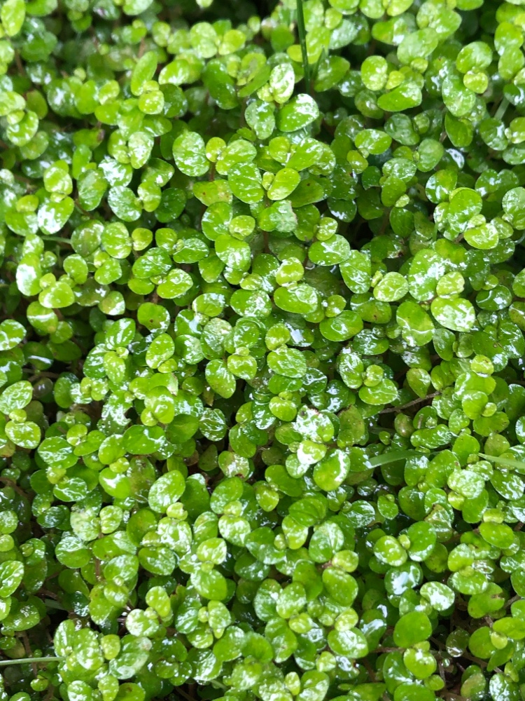 Bubikopf_details.jpg