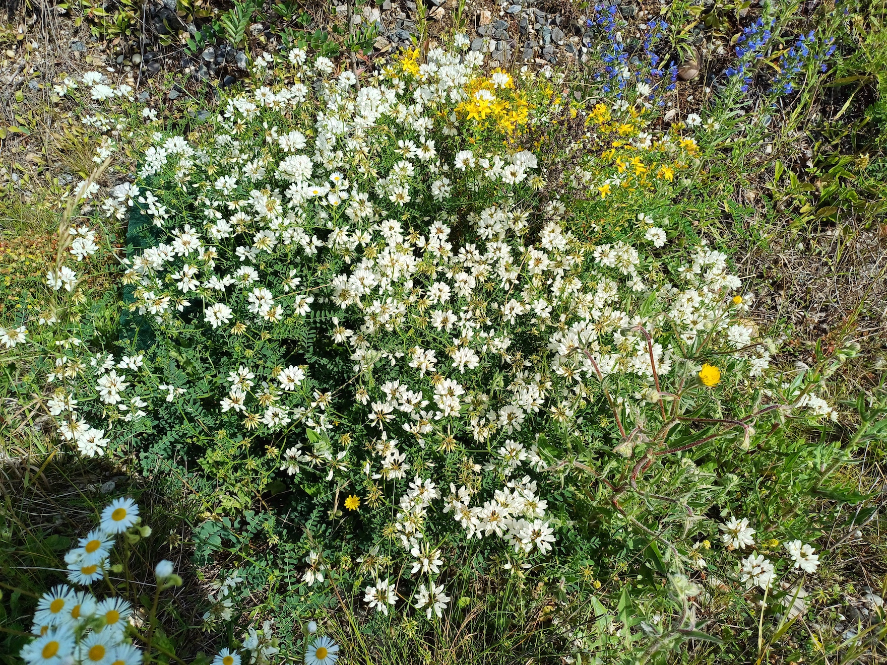 securigera varia f. alba untersiebenbrunn 20240614_100702.jpg