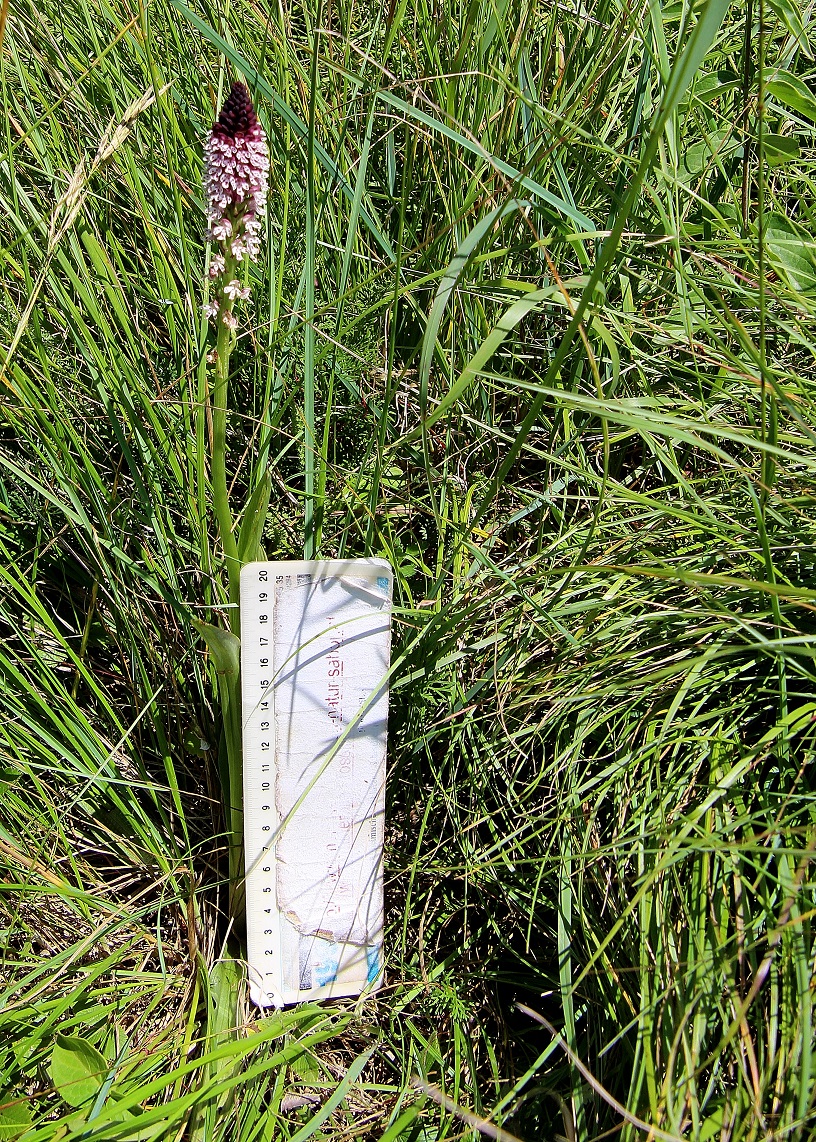Hundsheimer Berg - 15062024 - (182) - Neotinea ustulata ssp. aestivalis - Sommer Brand-Keuschständel.JPG