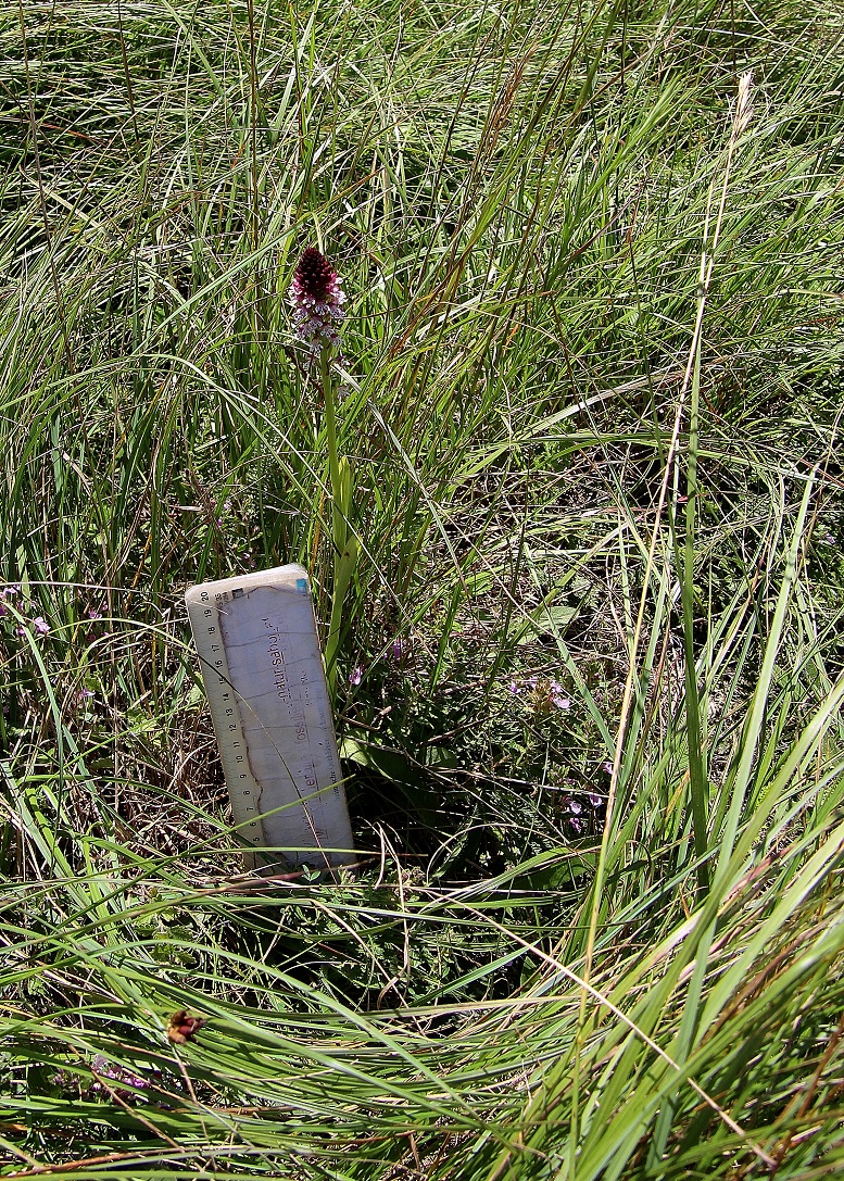 Hundsheimer Berg - 15062024 - (183) - Neotinea ustulata ssp. aestivalis - Sommer Brand-Keuschständel.JPG