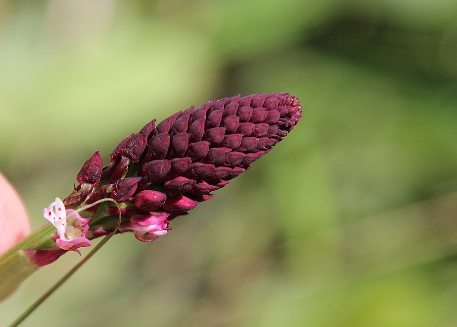 Hundsheimer Berg - 15062024 - (184) - Neotinea ustulata ssp. aestivalis - Sommer Brand-Keuschständel.JPG