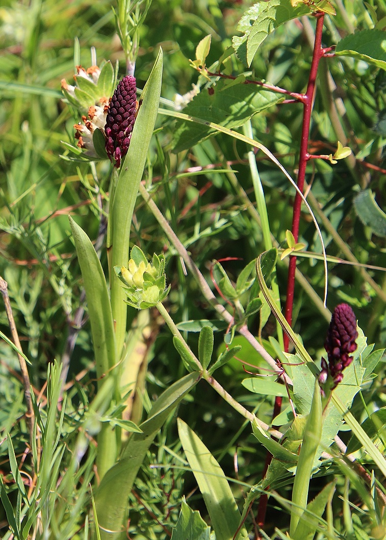 Hundsheimer Berg - 15062024 - (185) - Neotinea ustulata ssp. aestivalis - Sommer Brand-Keuschständel.JPG