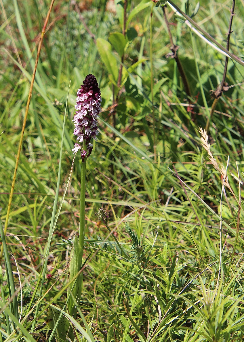 Hundsheimer Berg - 15062024 - (186) - Neotinea ustulata ssp. aestivalis - Sommer Brand-Keuschständel.JPG