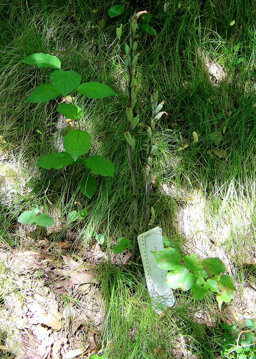 Hundsheimer Berg - 15062024 - (254) - Limodorum abortivum - Violett-Dingel.JPG