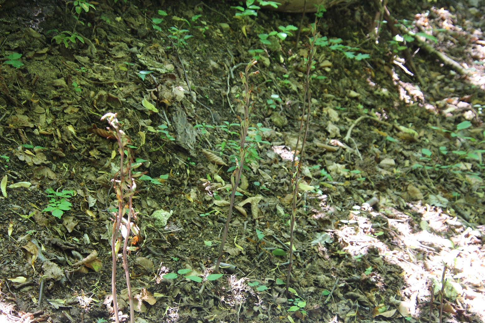 Hundsheimer Berg - 15062024 - (255) - Limodorum abortivum - Violett-Dingel.JPG
