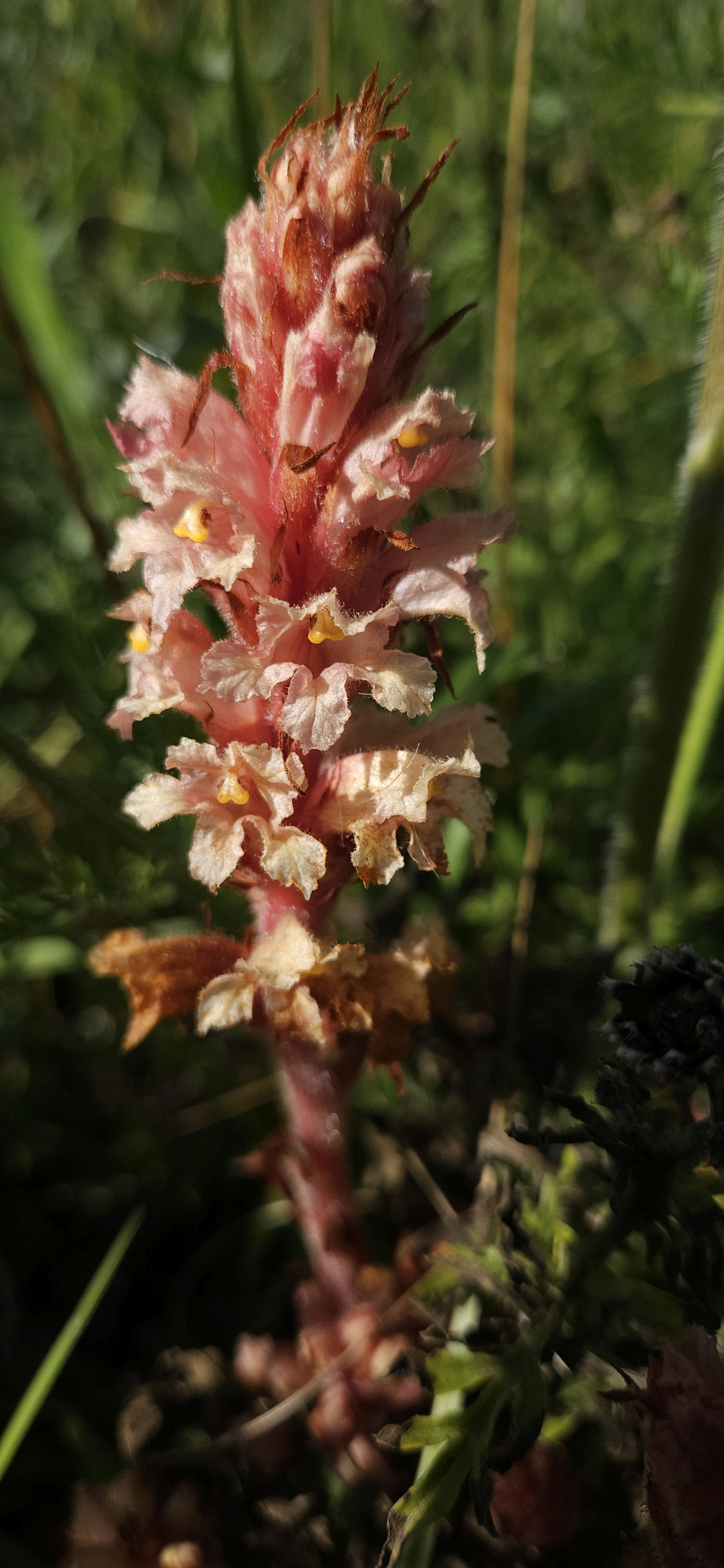Orobanche centaurina 1.jpg