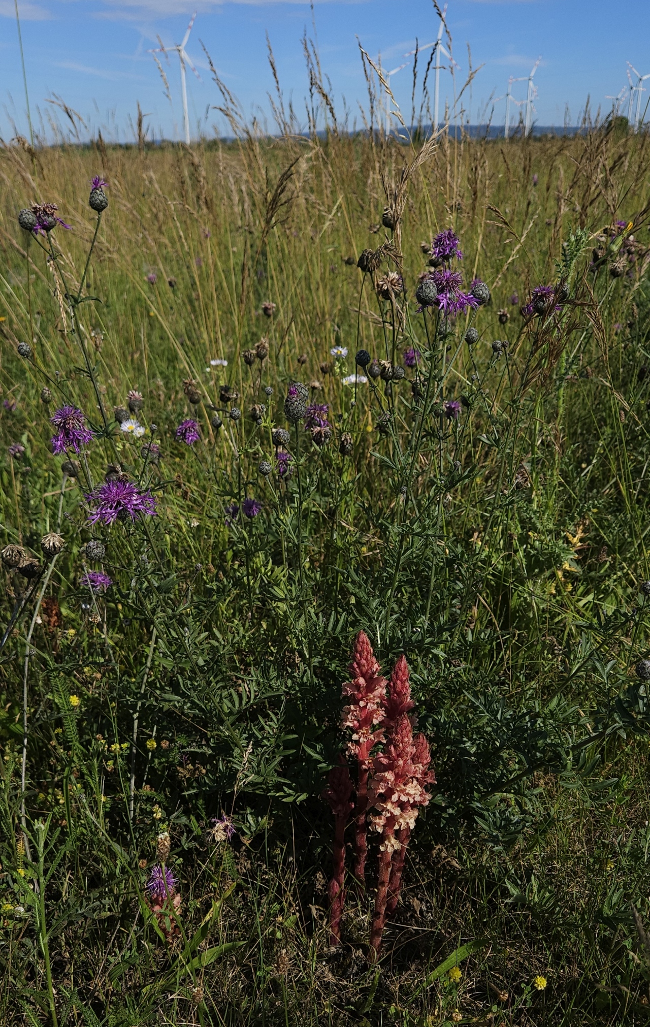 Orobanche centaurina 2.jpg