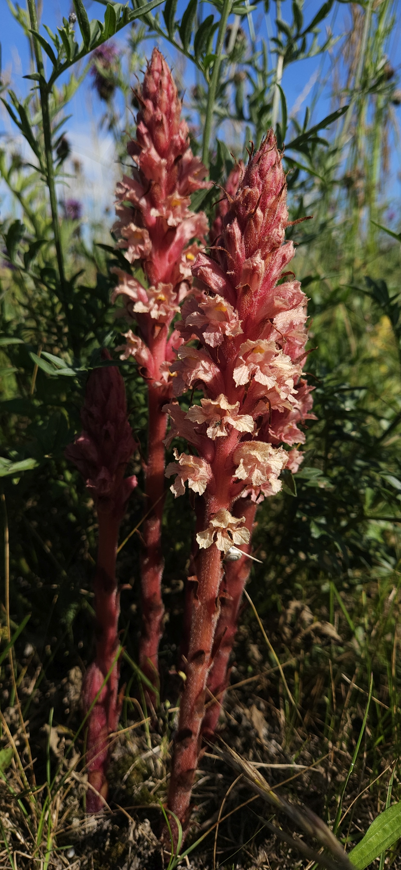 Orobanche centaurina 3.jpg
