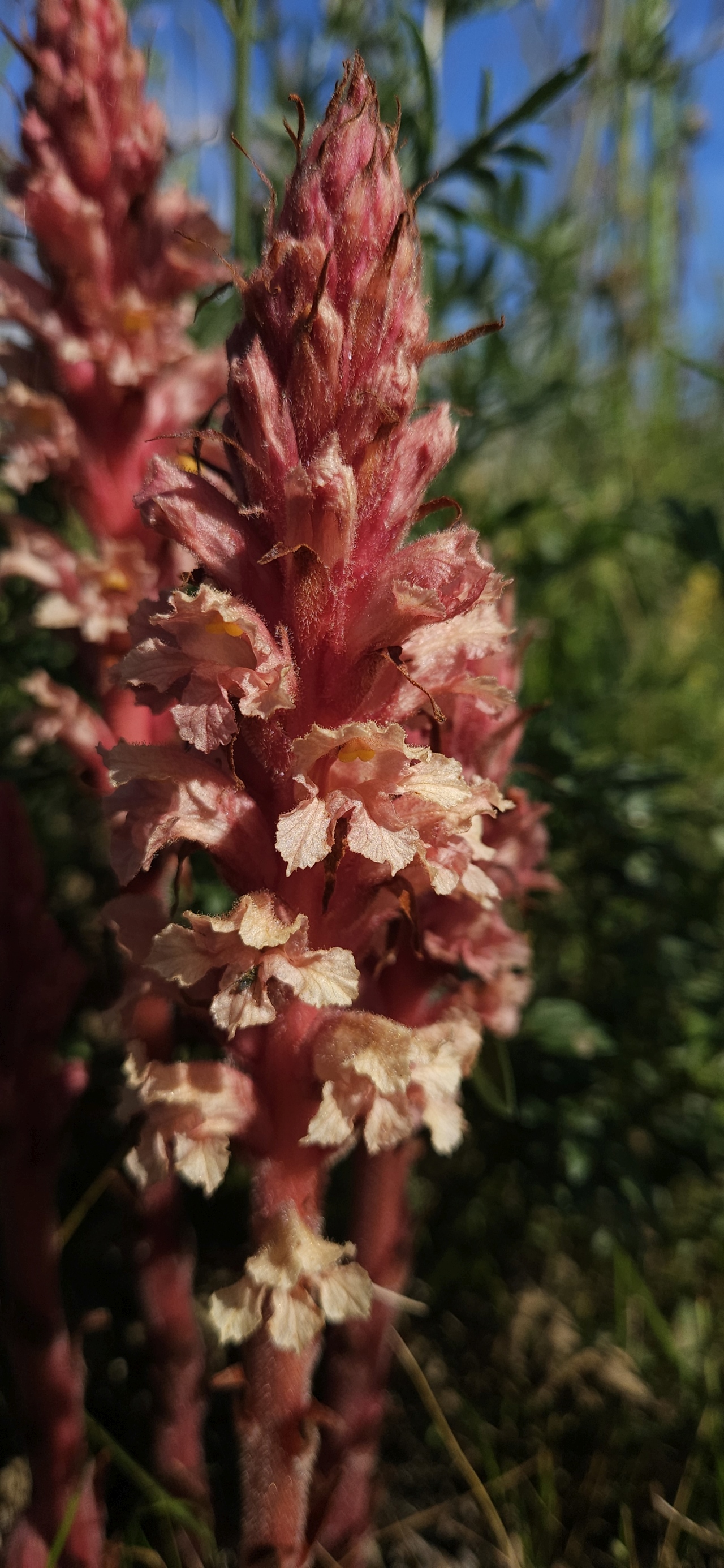 Orobanche centaurina 4.jpg